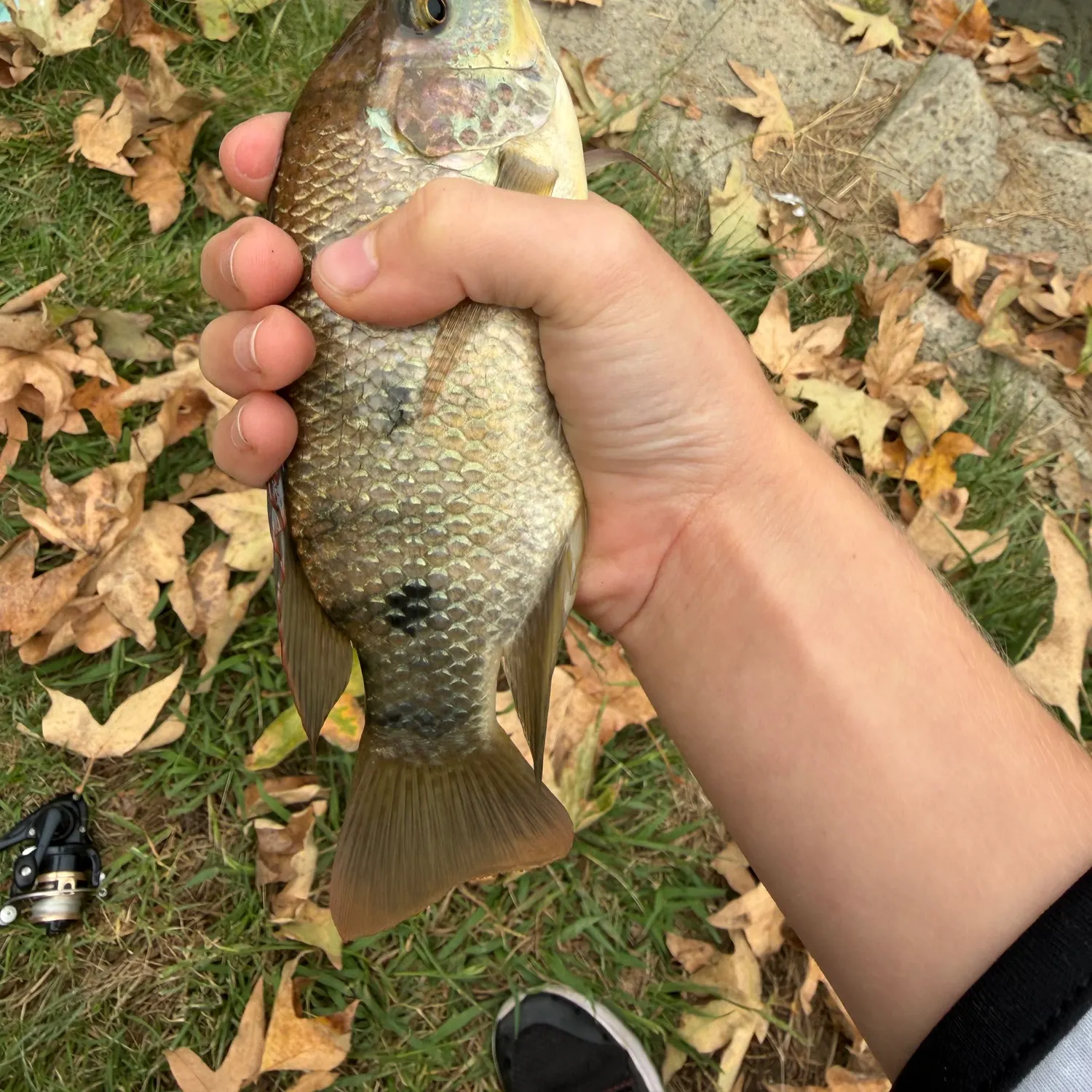 Blue tilapia caught on Fishbrain