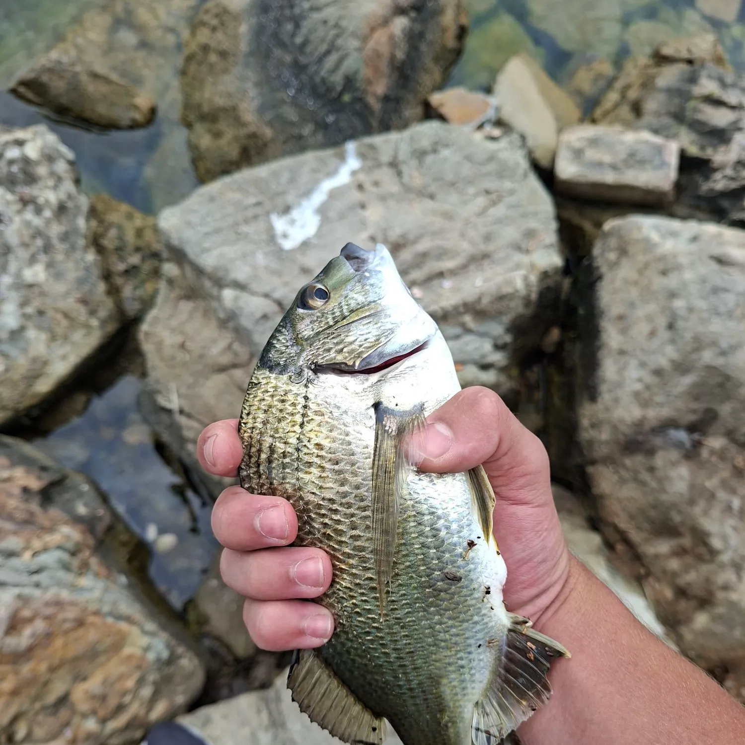 The most recent Southern black bream catches on Fishbrain