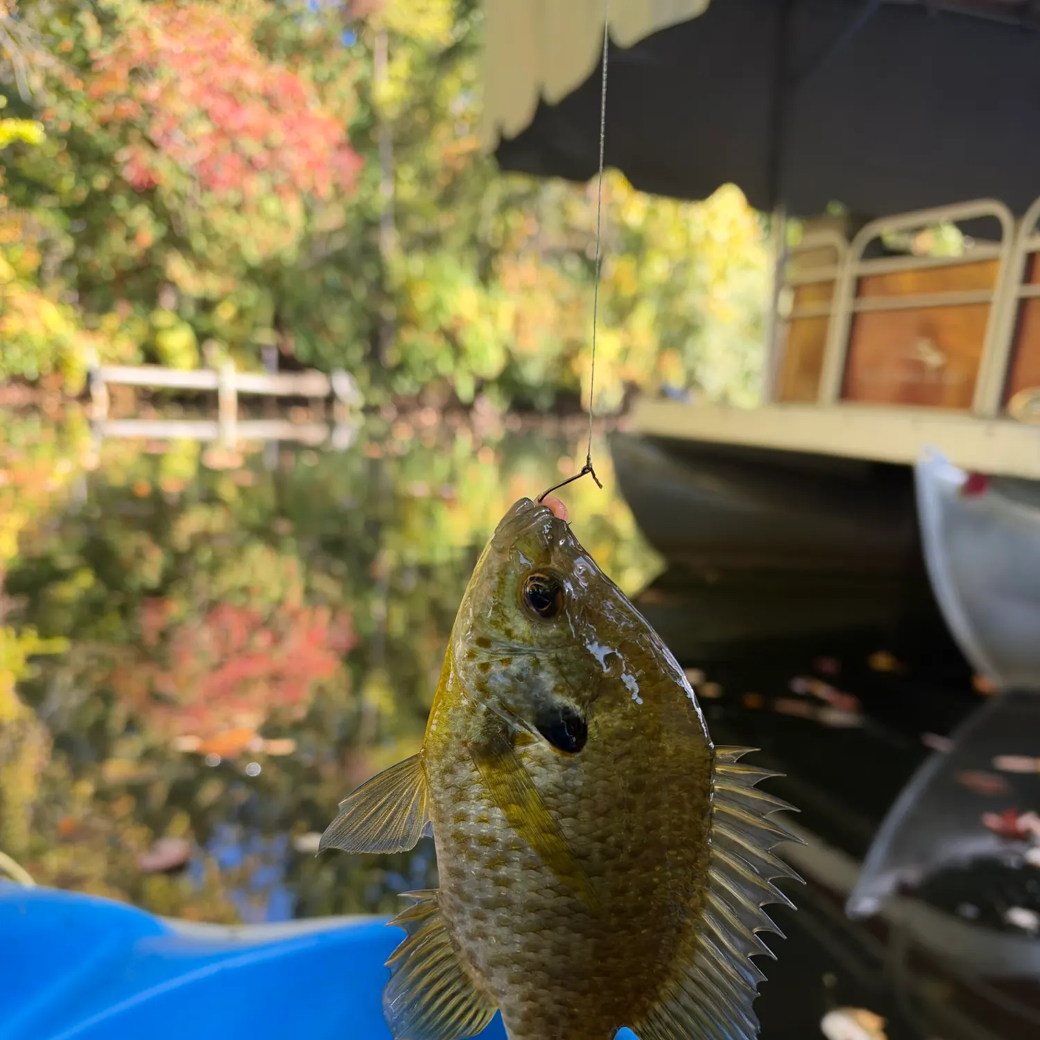Bluegill caught on Fishbrain