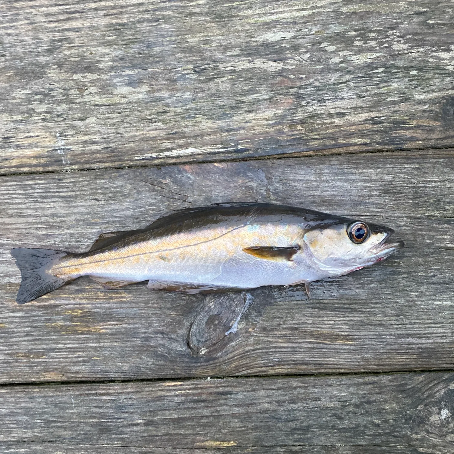 Fish caught on Fishbrain