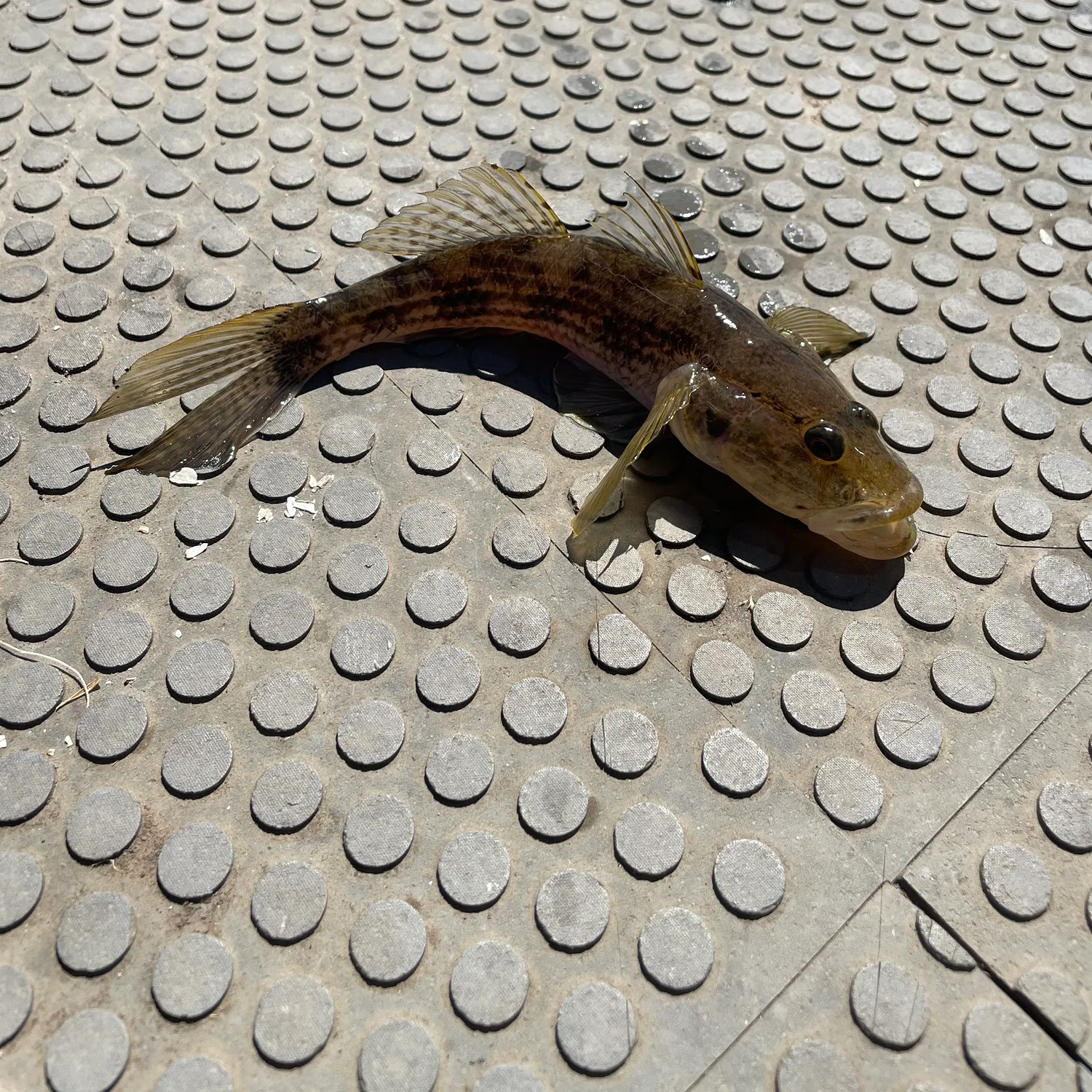 The most recent Yellowfin goby catches on Fishbrain