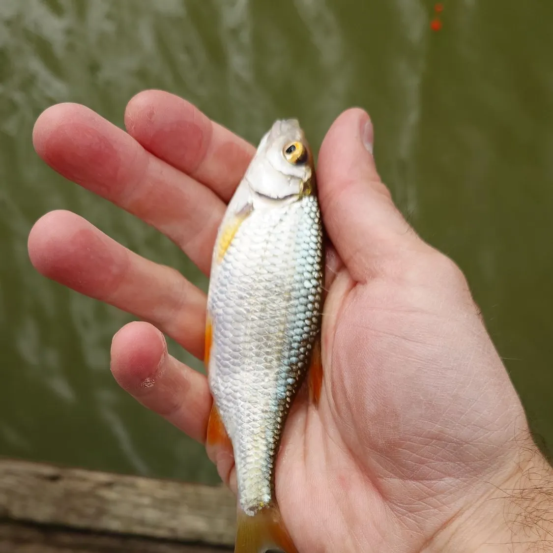 Common roach caught on Fishbrain