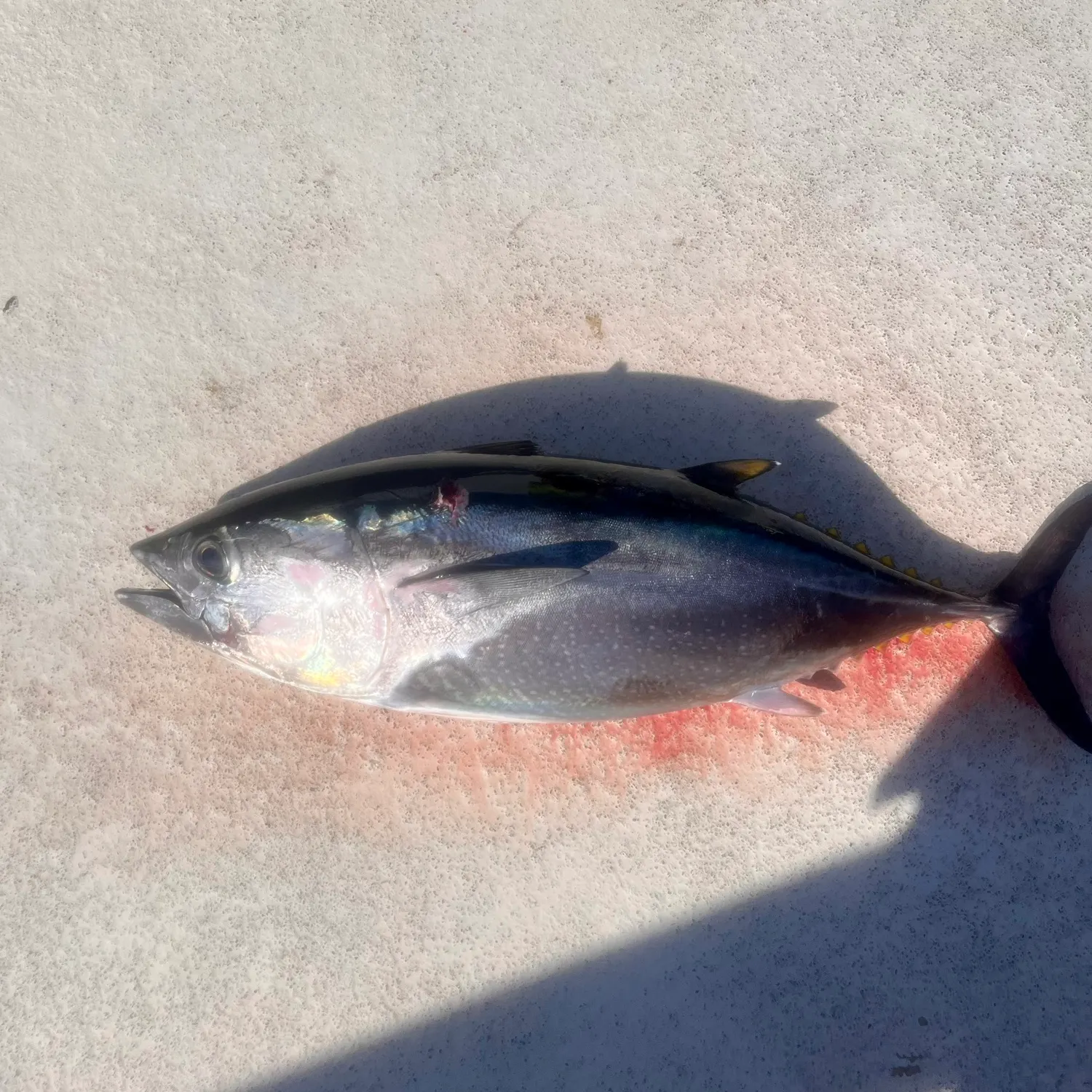 The most recent Pacific bluefin tuna catches on Fishbrain