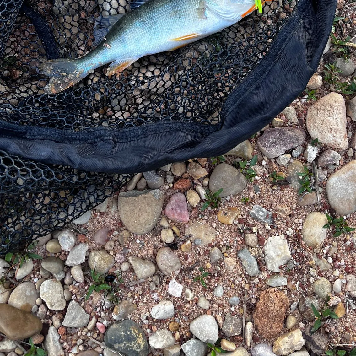 European perch caught on Fishbrain