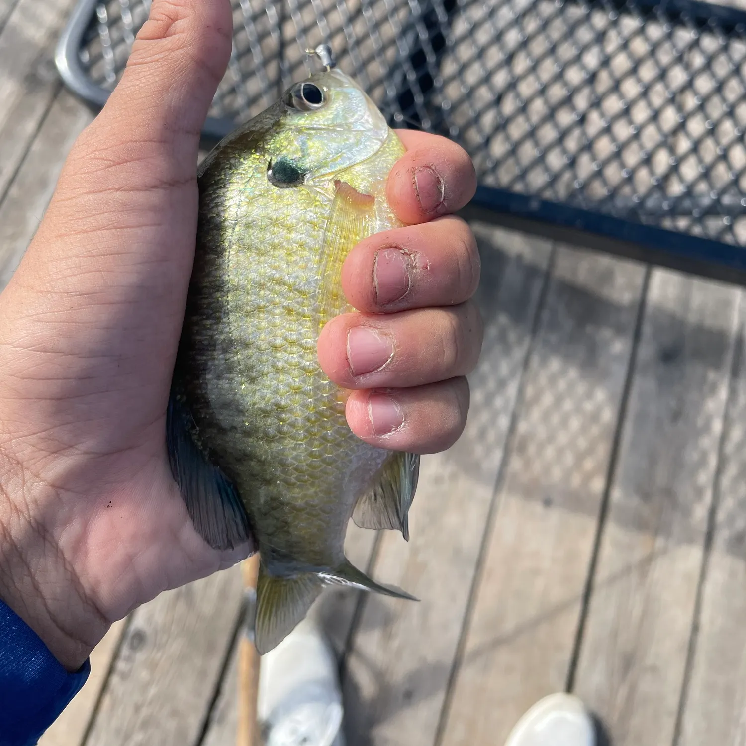 Bluegill caught on Fishbrain