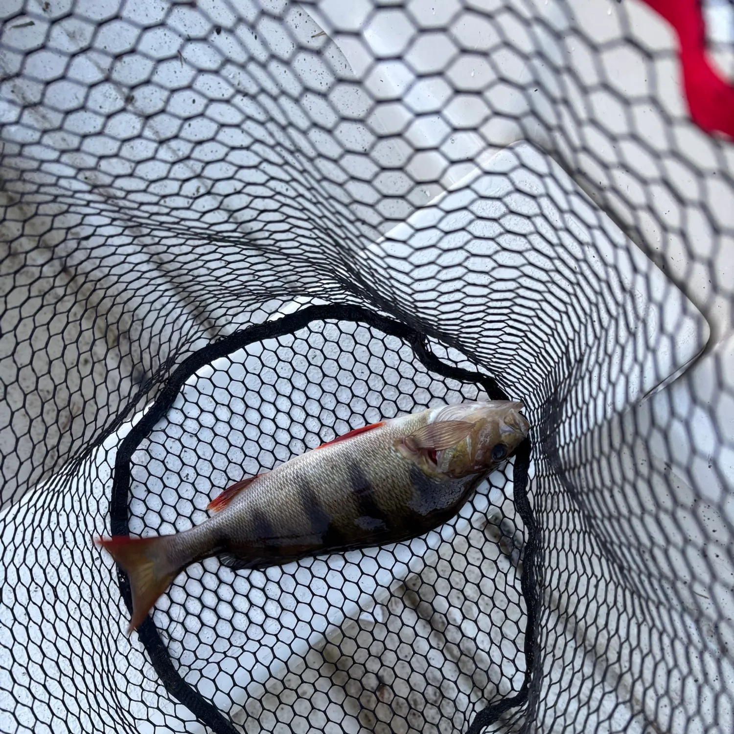 European perch caught on Fishbrain