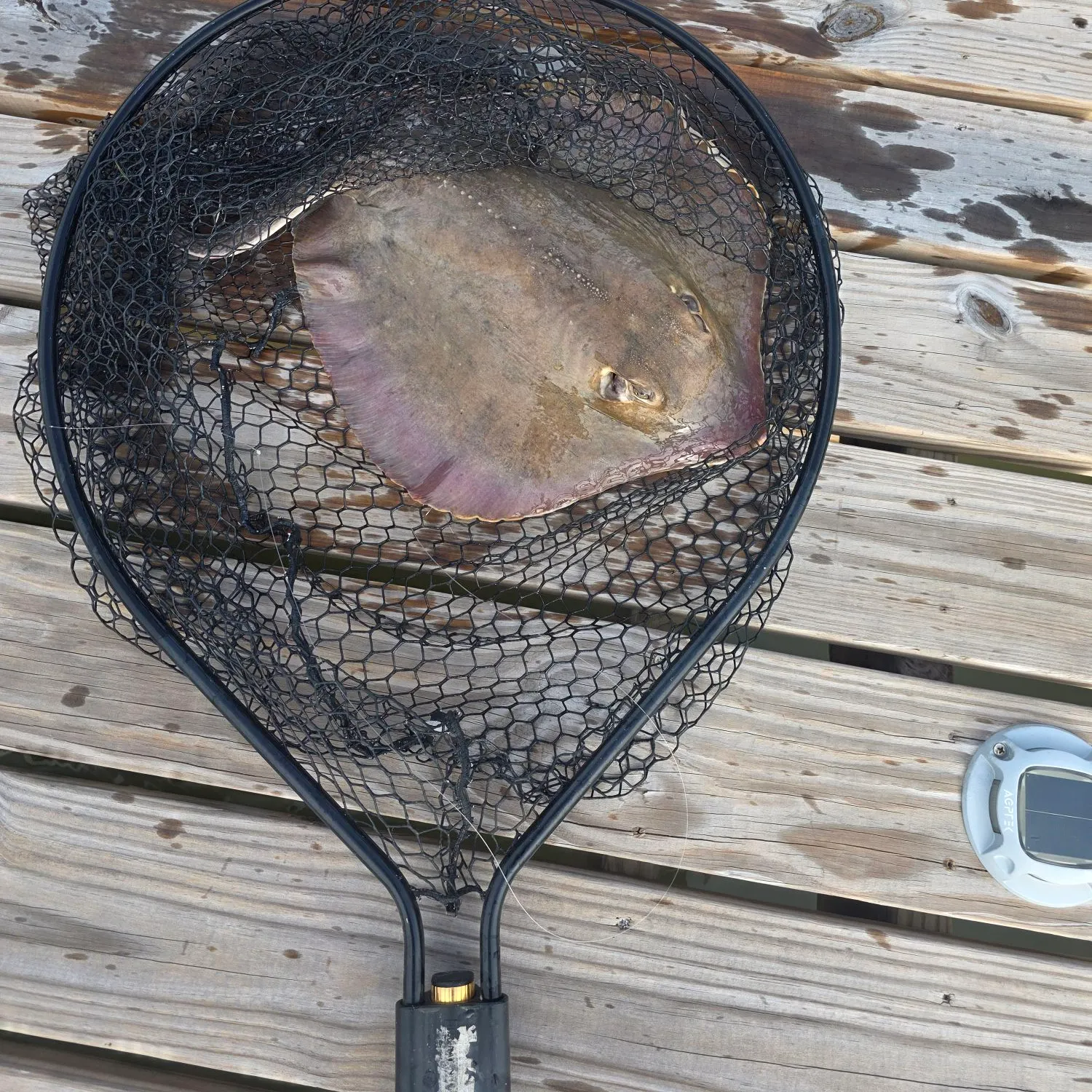 Atlantic stingray caught on Fishbrain