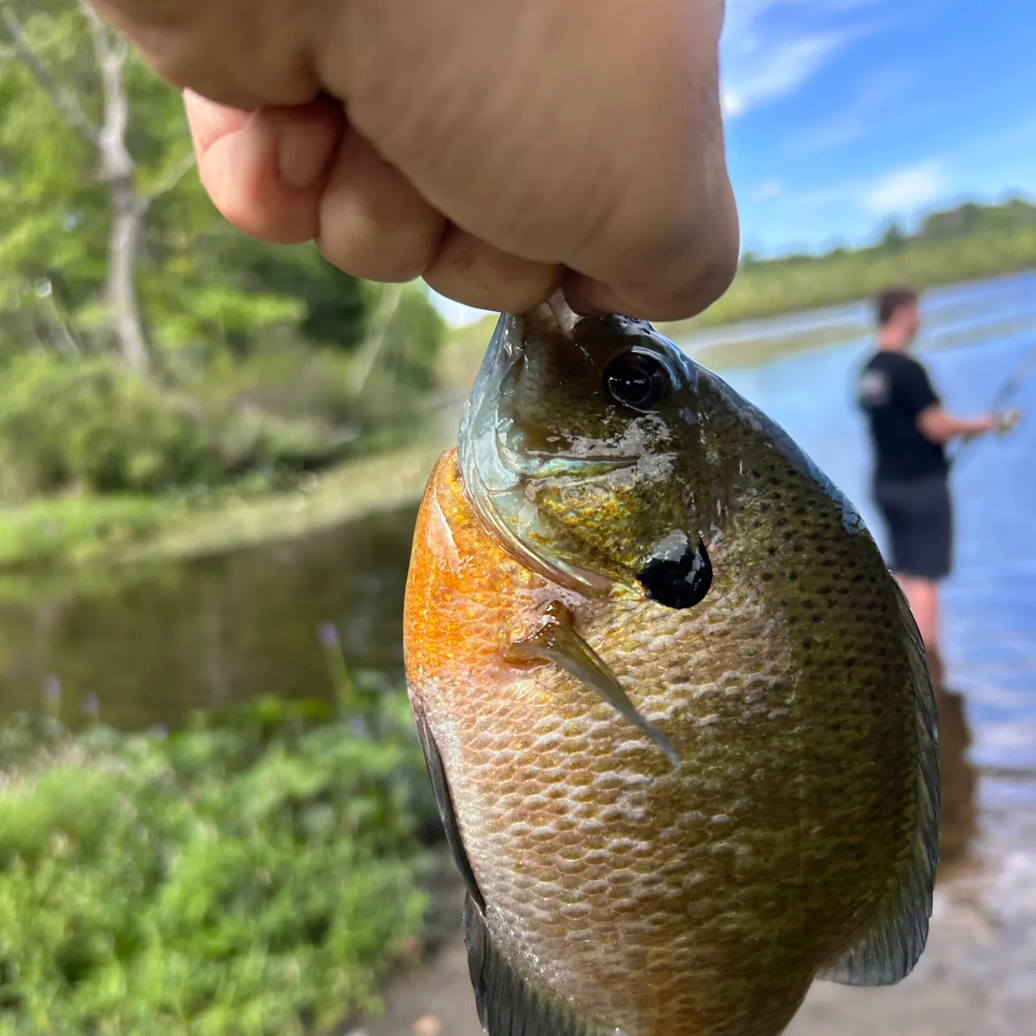 Bluegill caught on Fishbrain