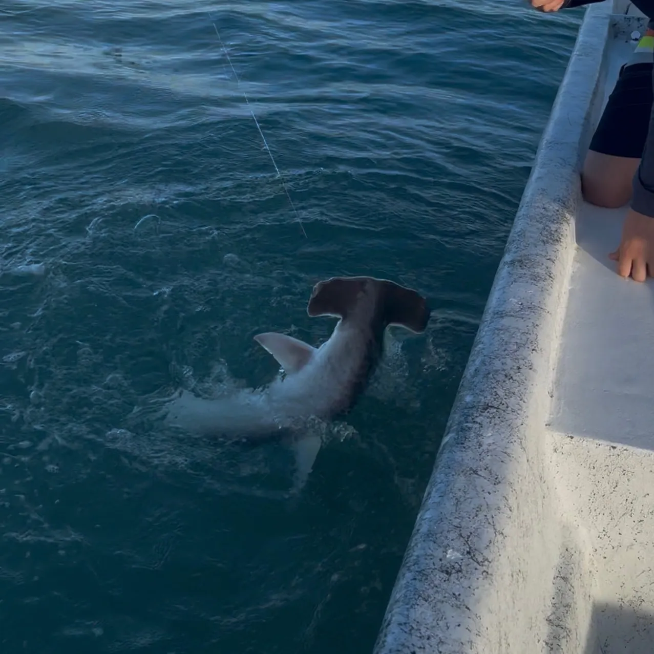 The most recent Scalloped hammerhead shark catches on Fishbrain