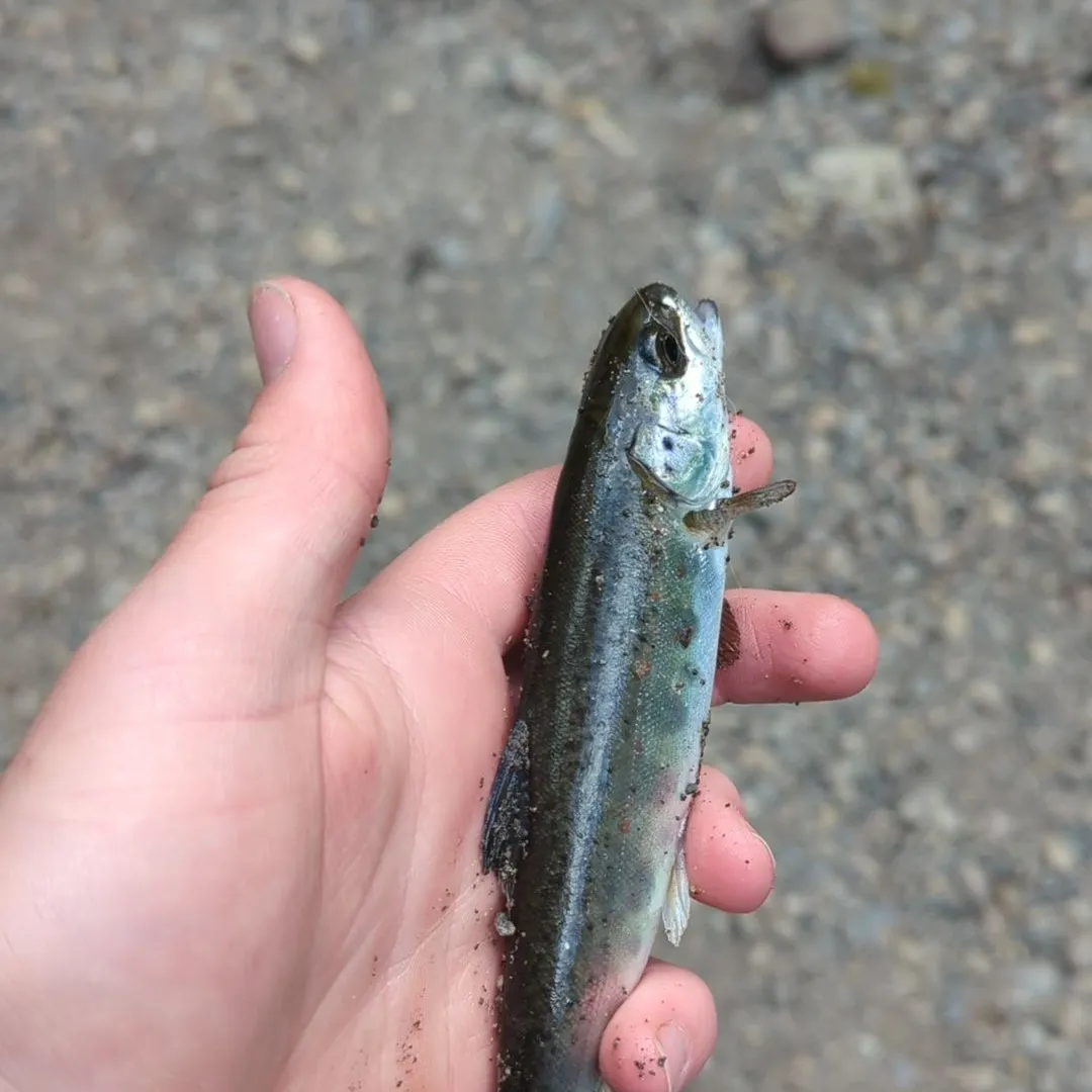 The most recent Atlantic salmon catches on Fishbrain
