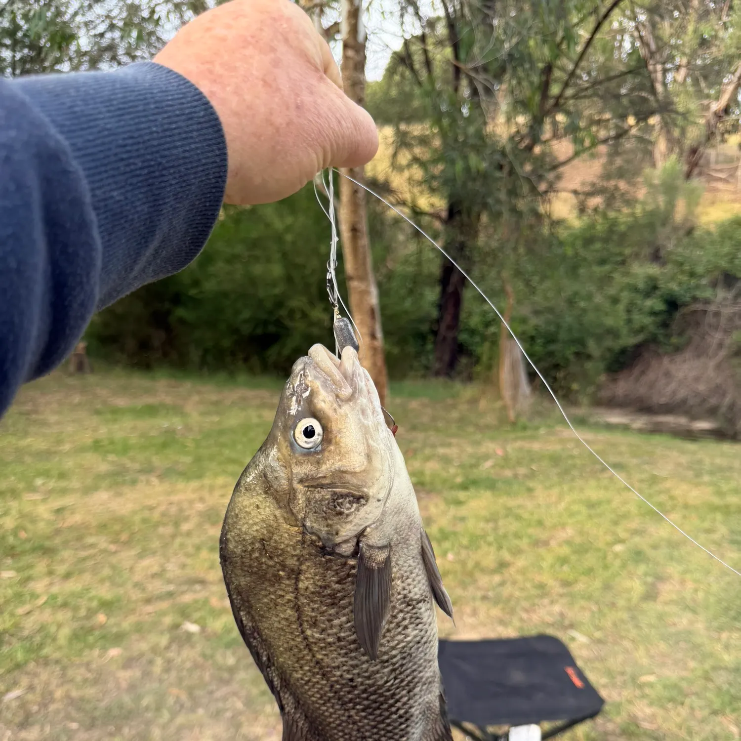 The most recent Macquarie perch catches on Fishbrain