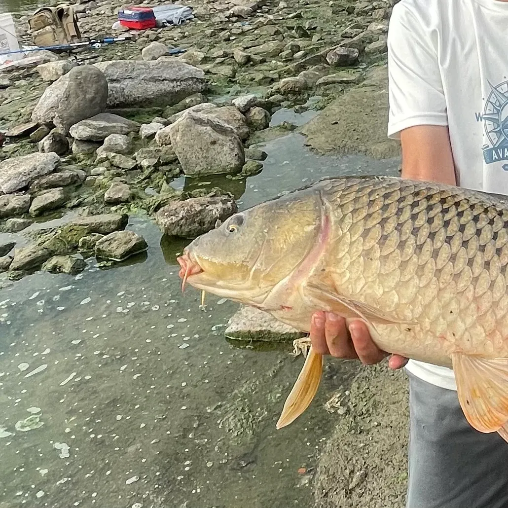 Fish caught on Fishbrain