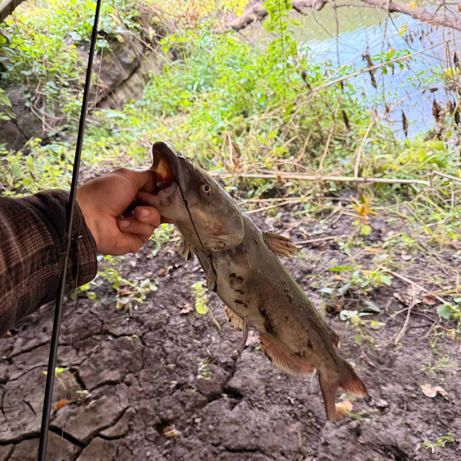 Channel catfish caught on Fishbrain