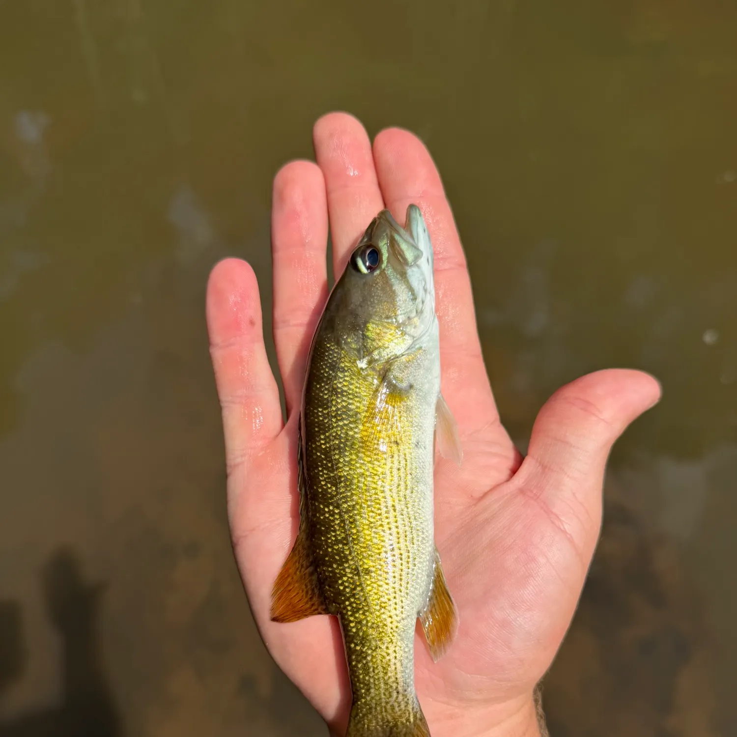 The most recent Redeye bass catches on Fishbrain