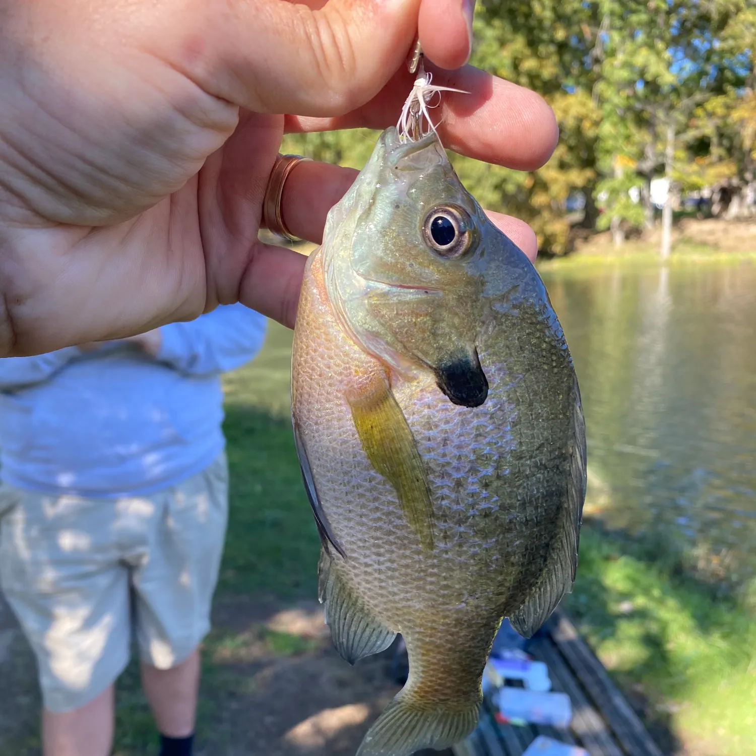 Bluegill caught on Fishbrain