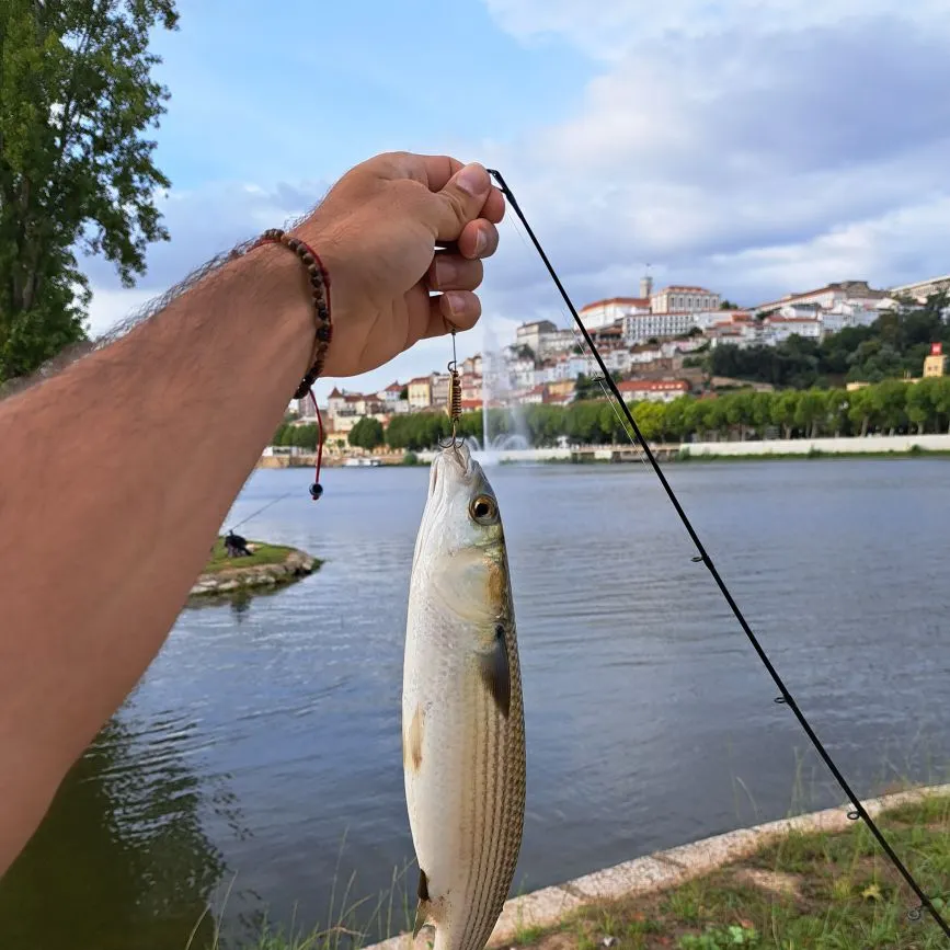 Striped mullet caught on Fishbrain