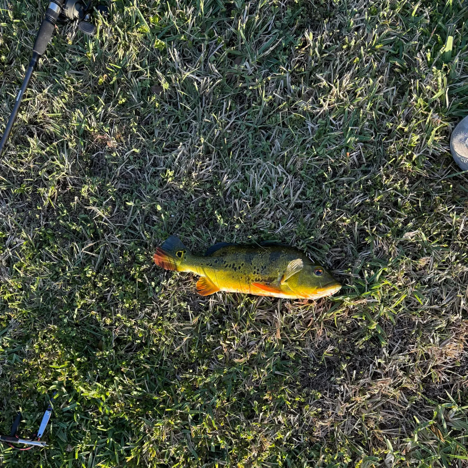 most liked catch image