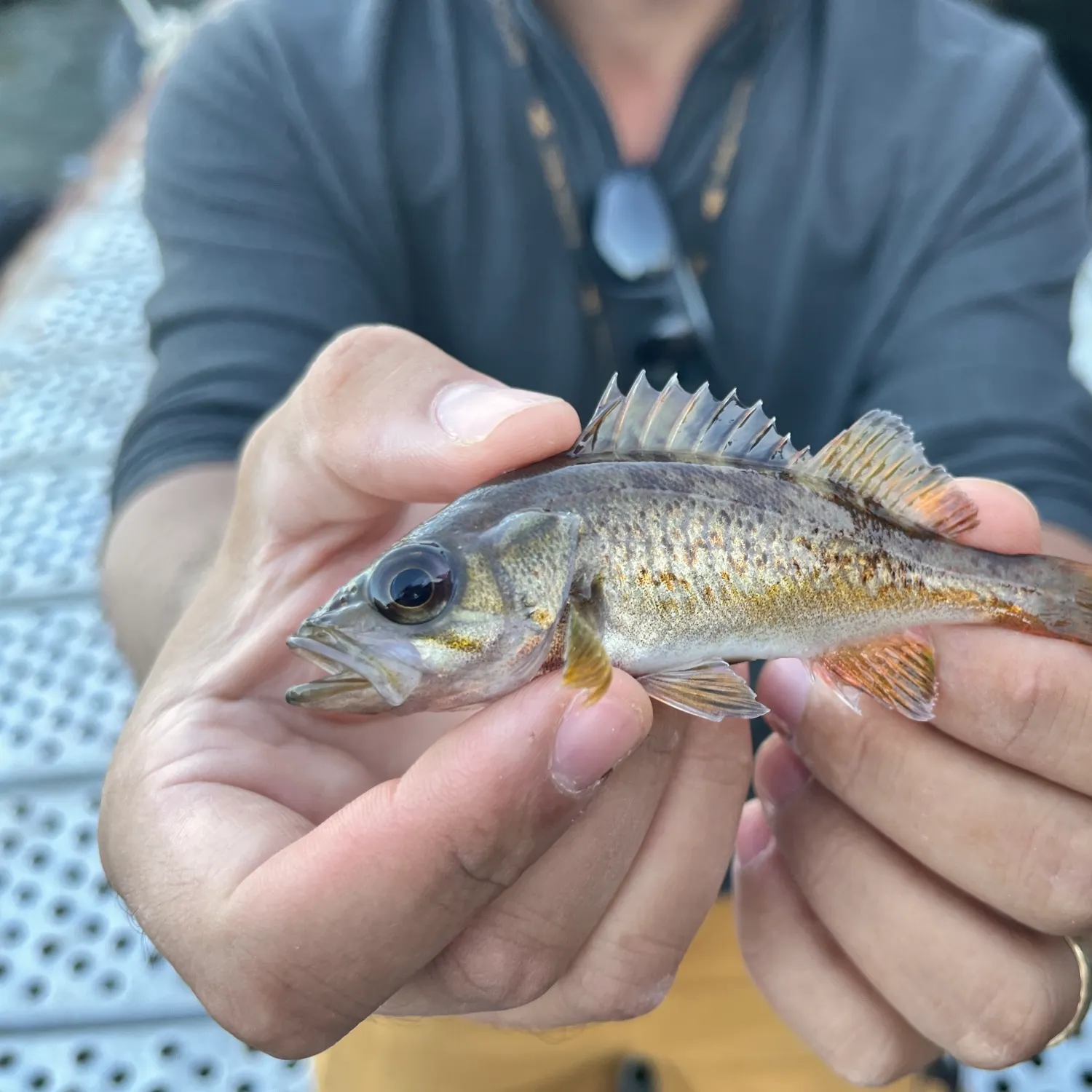 Yellowtail rockfish caught on Fishbrain