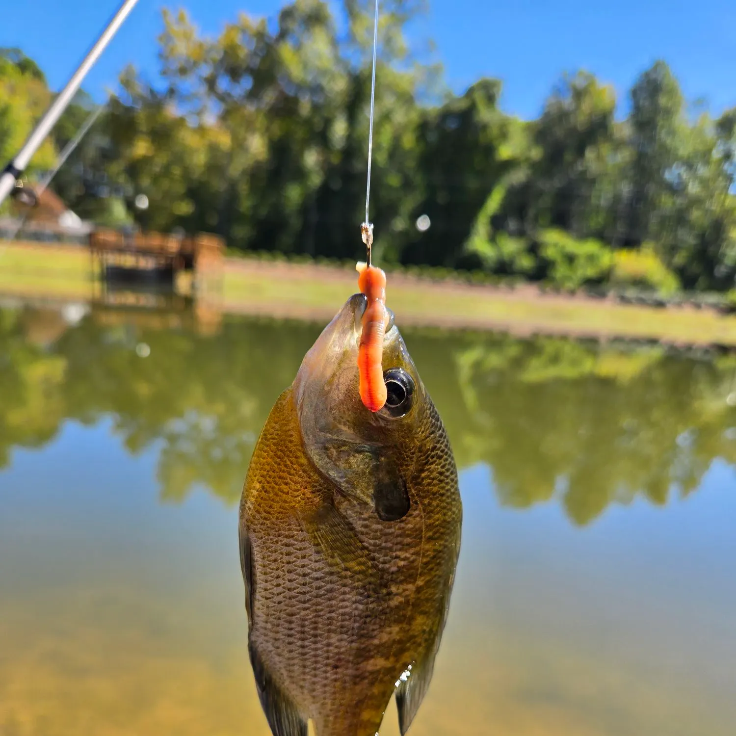 Bluegill caught on Fishbrain
