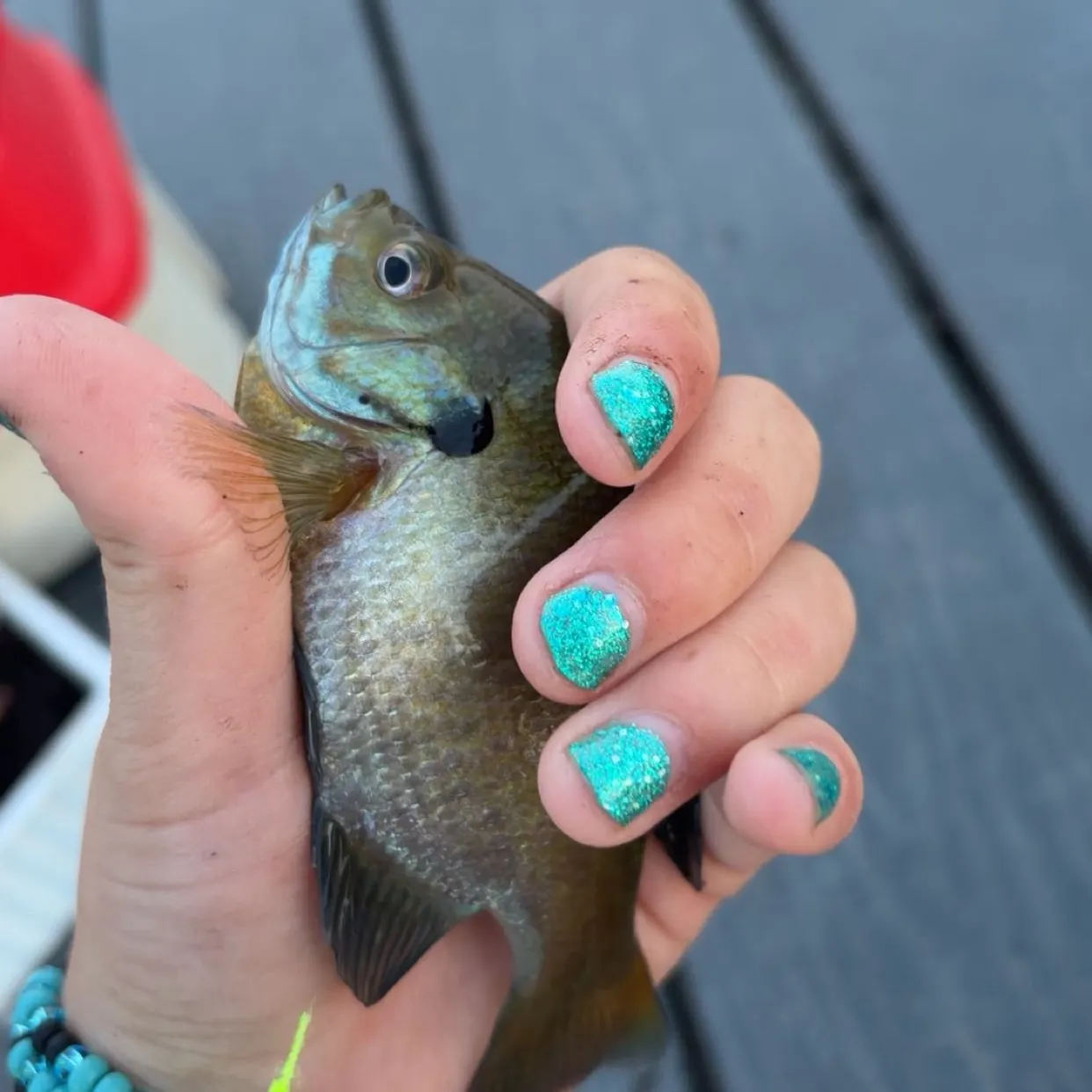 Bluegill caught on Fishbrain
