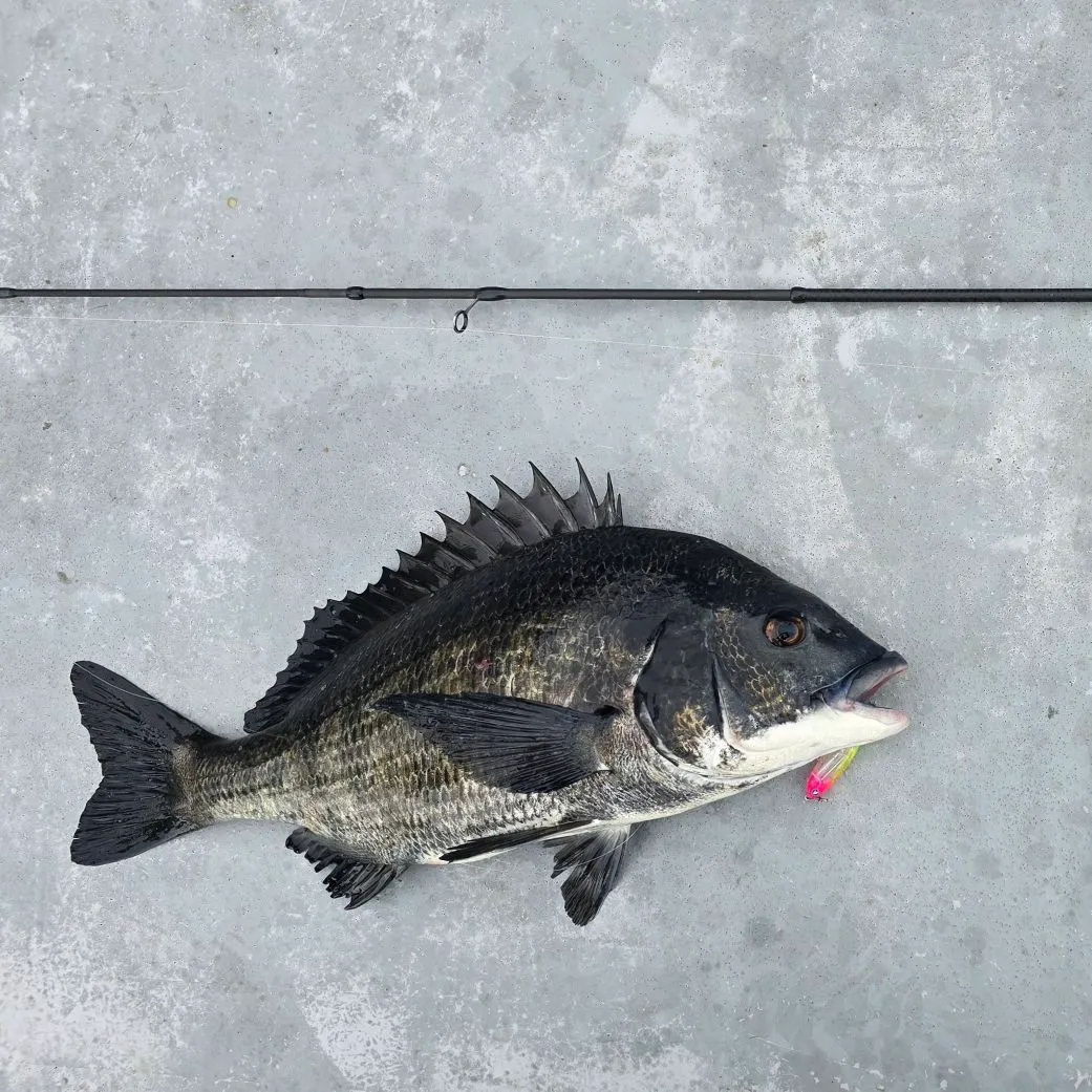 The most recent Black seabream catches on Fishbrain