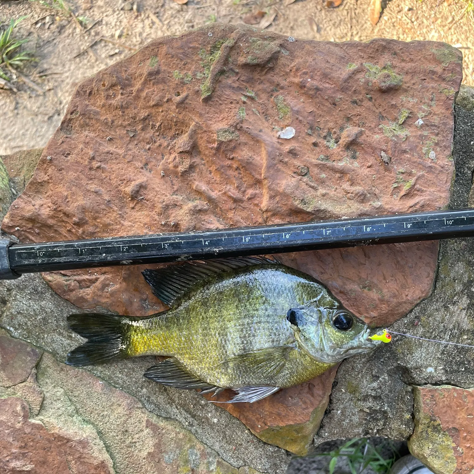 Bluegill caught on Fishbrain
