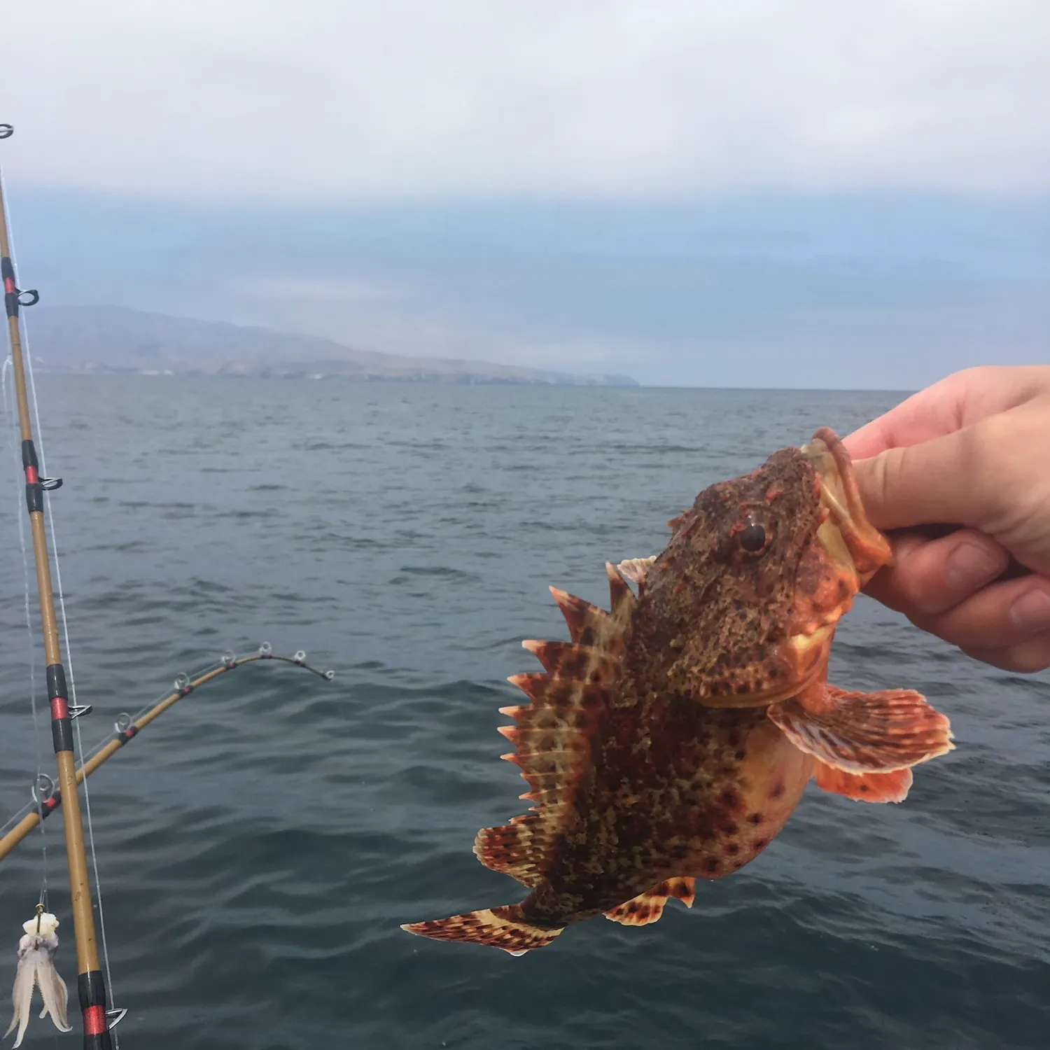California scorpionfish caught on Fishbrain
