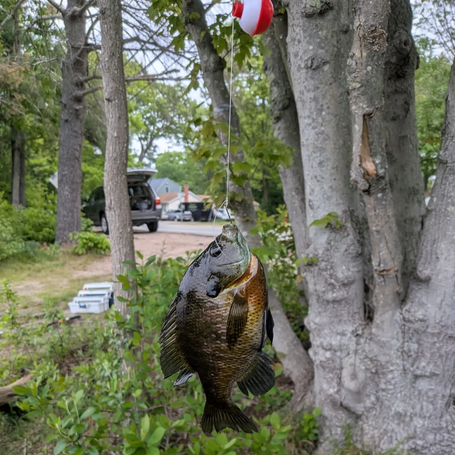 catch