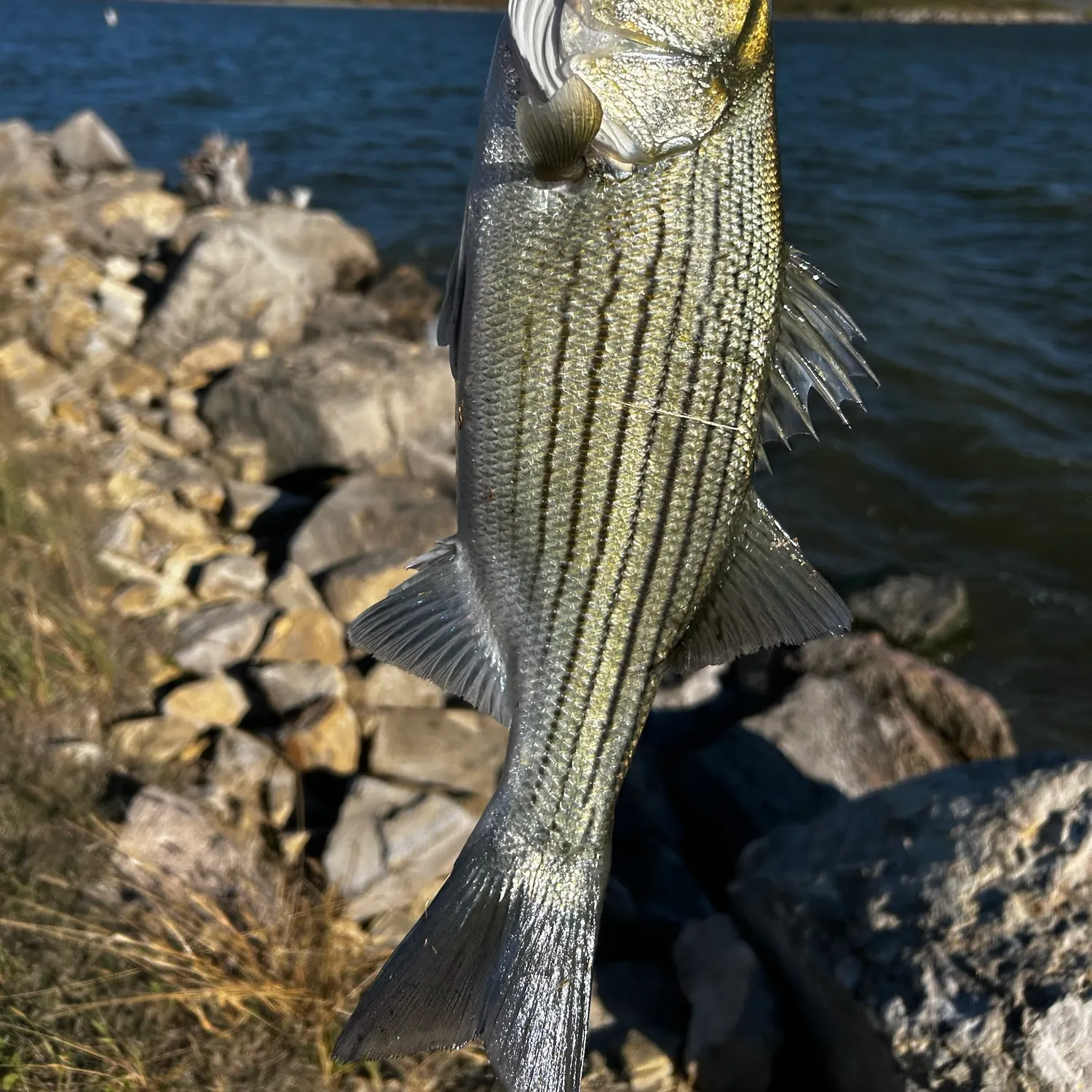 Wiper caught on Fishbrain