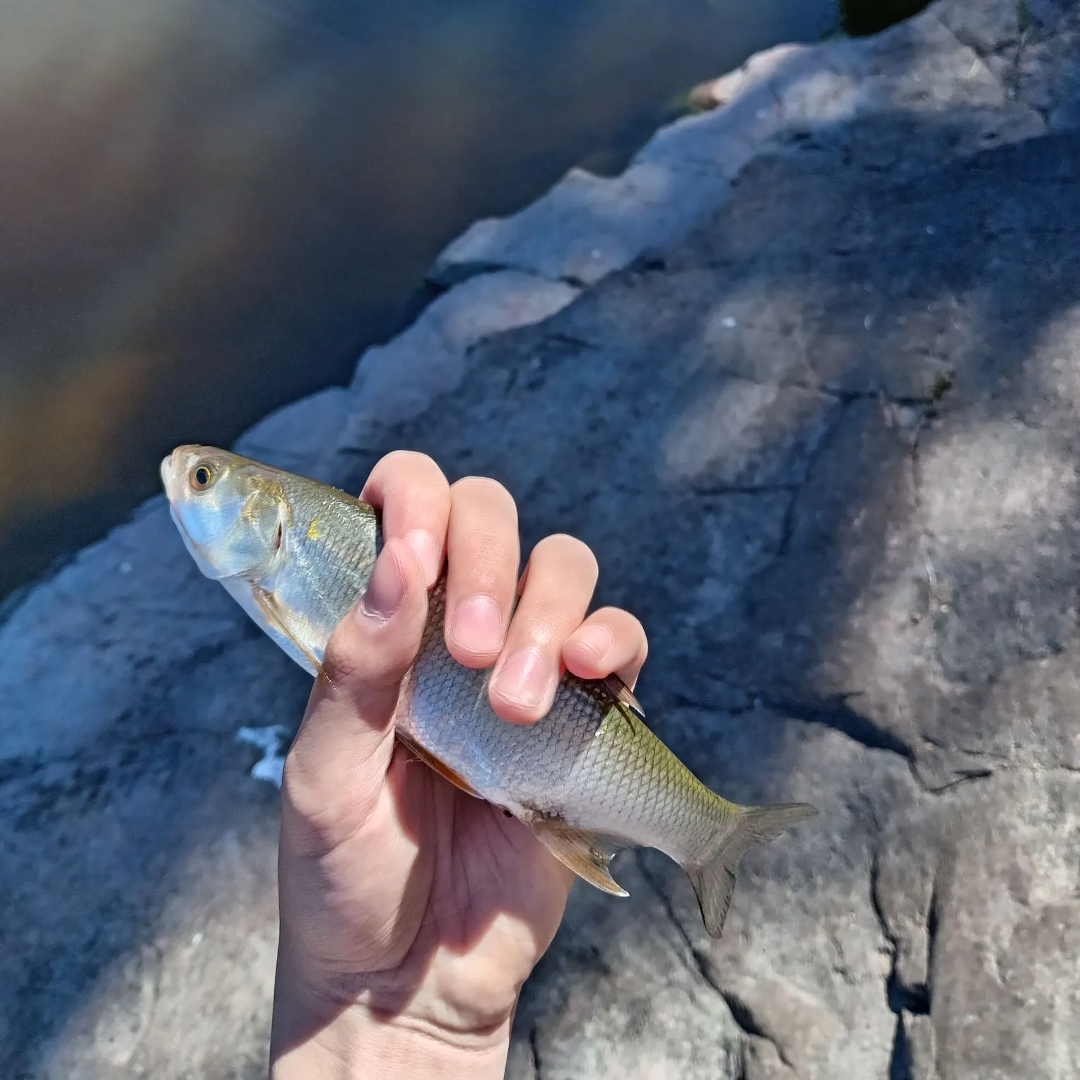 The most recent Common dace catches on Fishbrain