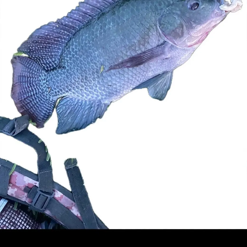 Blue tilapia caught on Fishbrain