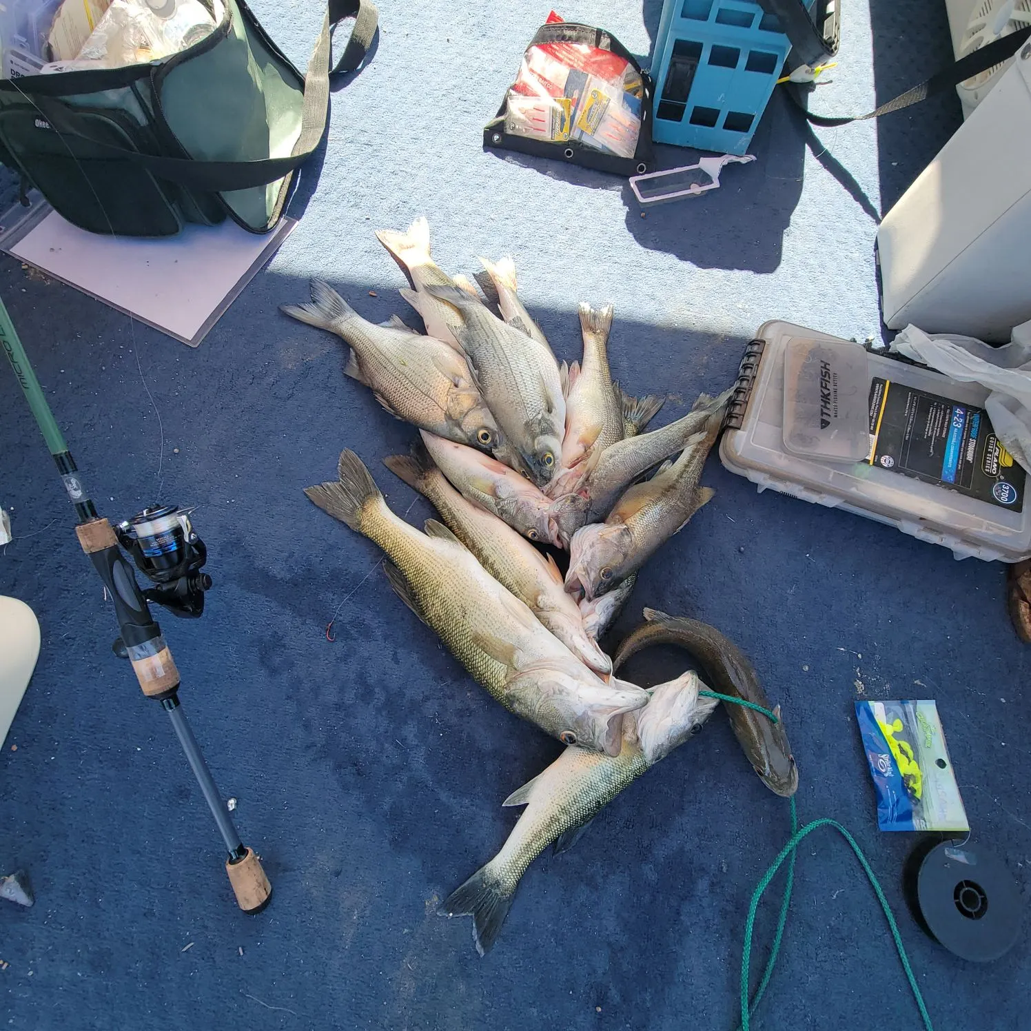 recently logged catches