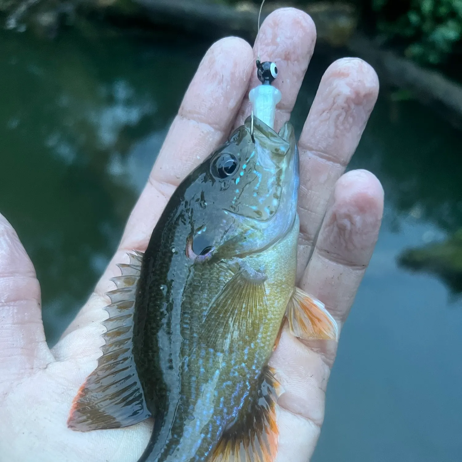 The most recent Green sunfish catches on Fishbrain