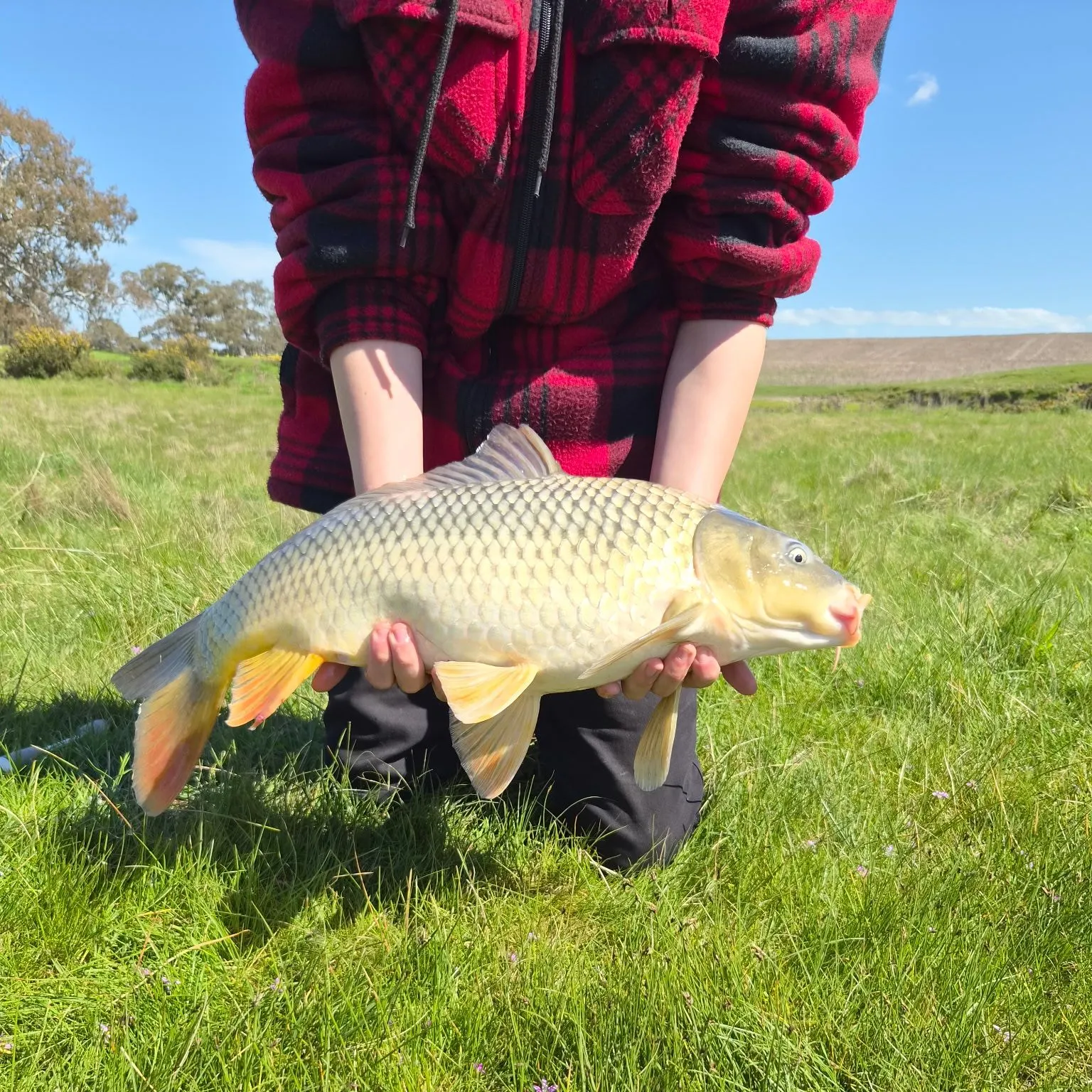 Common carp caught on Fishbrain