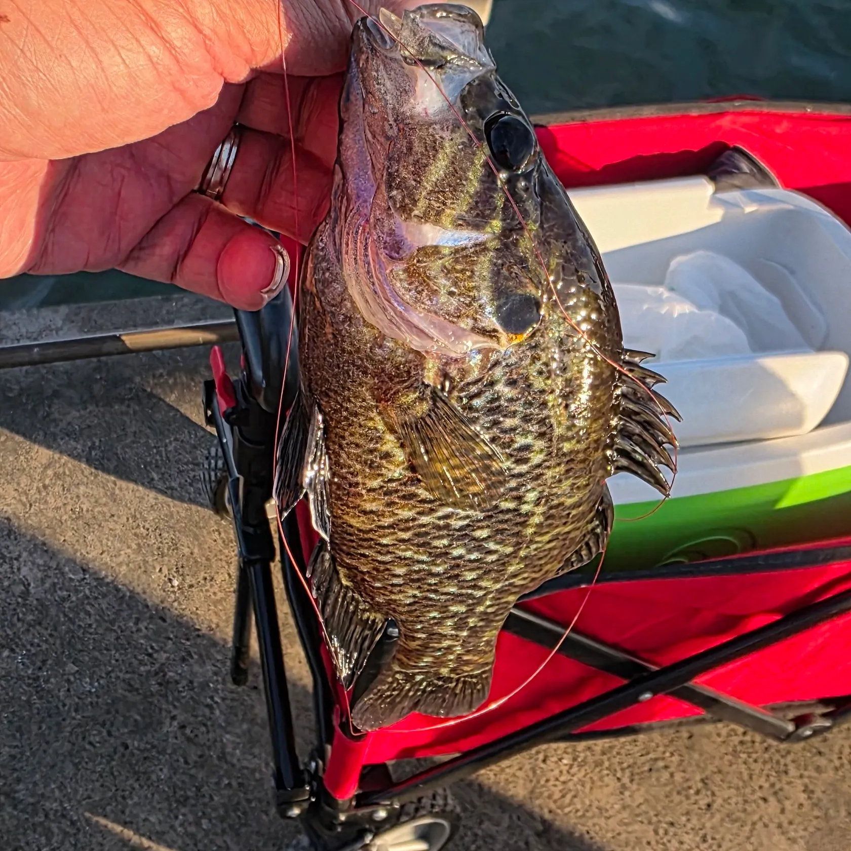 recently logged catches