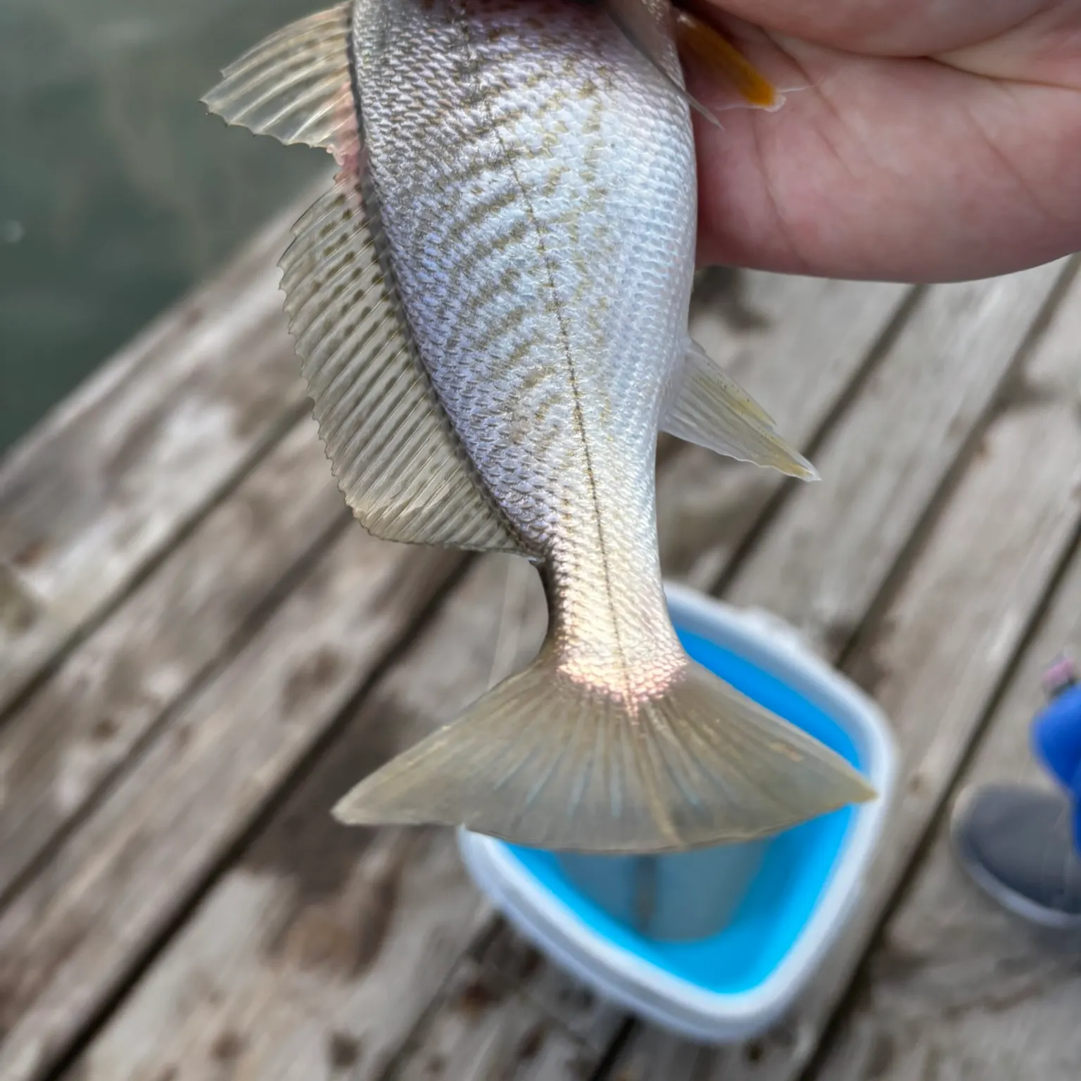 The most recent Atlantic croaker catches on Fishbrain