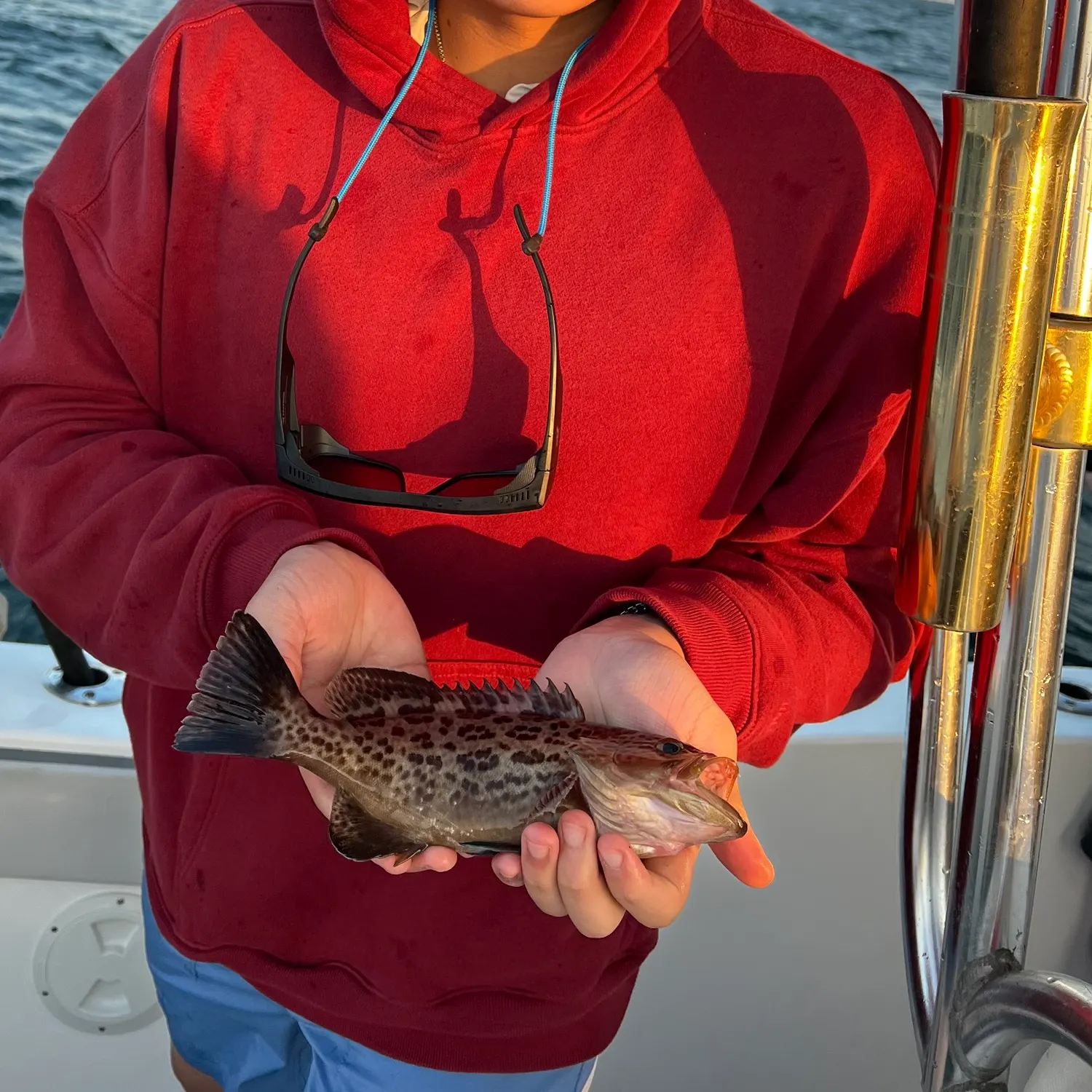 The most recent Gag grouper catches on Fishbrain