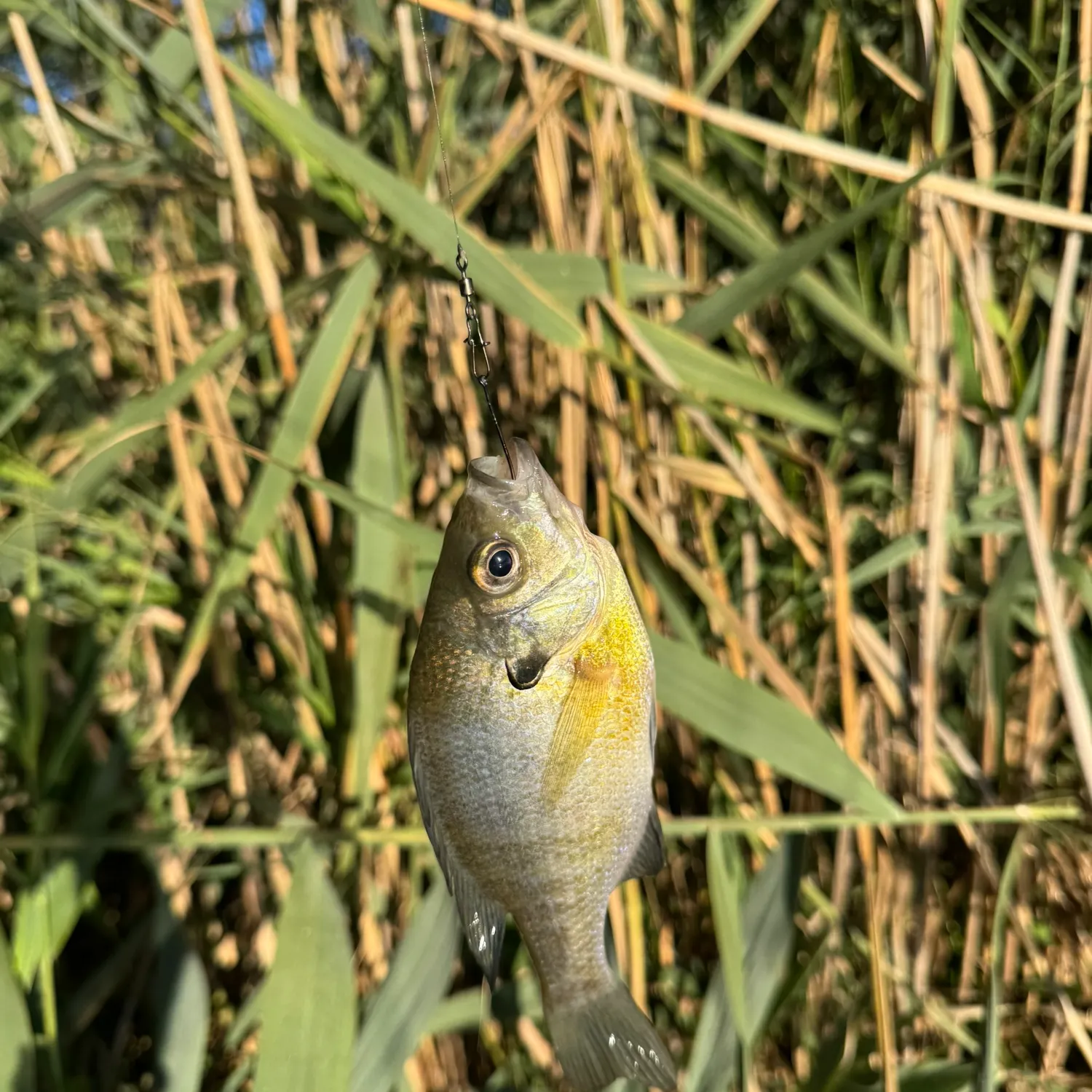 Bluegill caught on Fishbrain