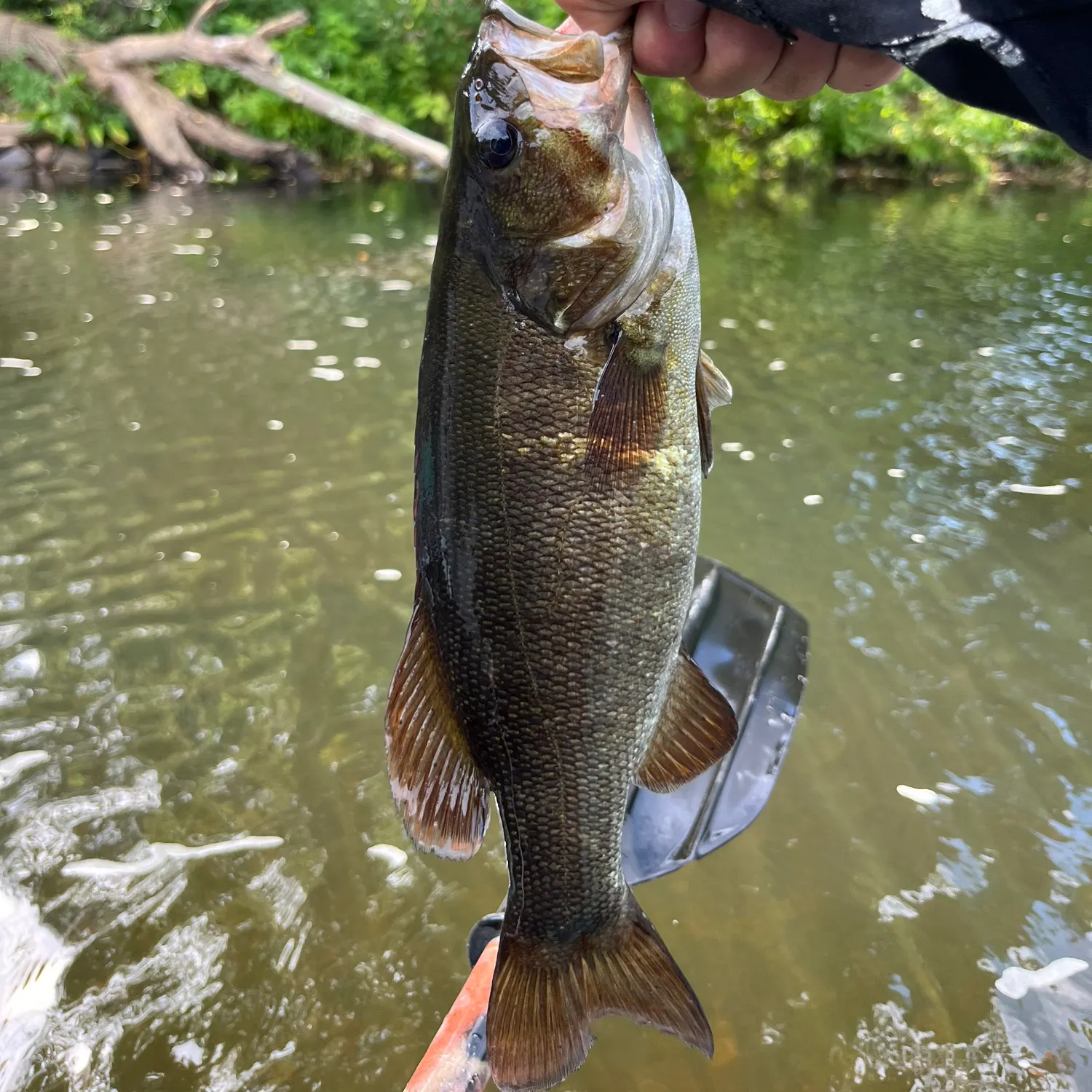 Smallmouth bass caught on Fishbrain