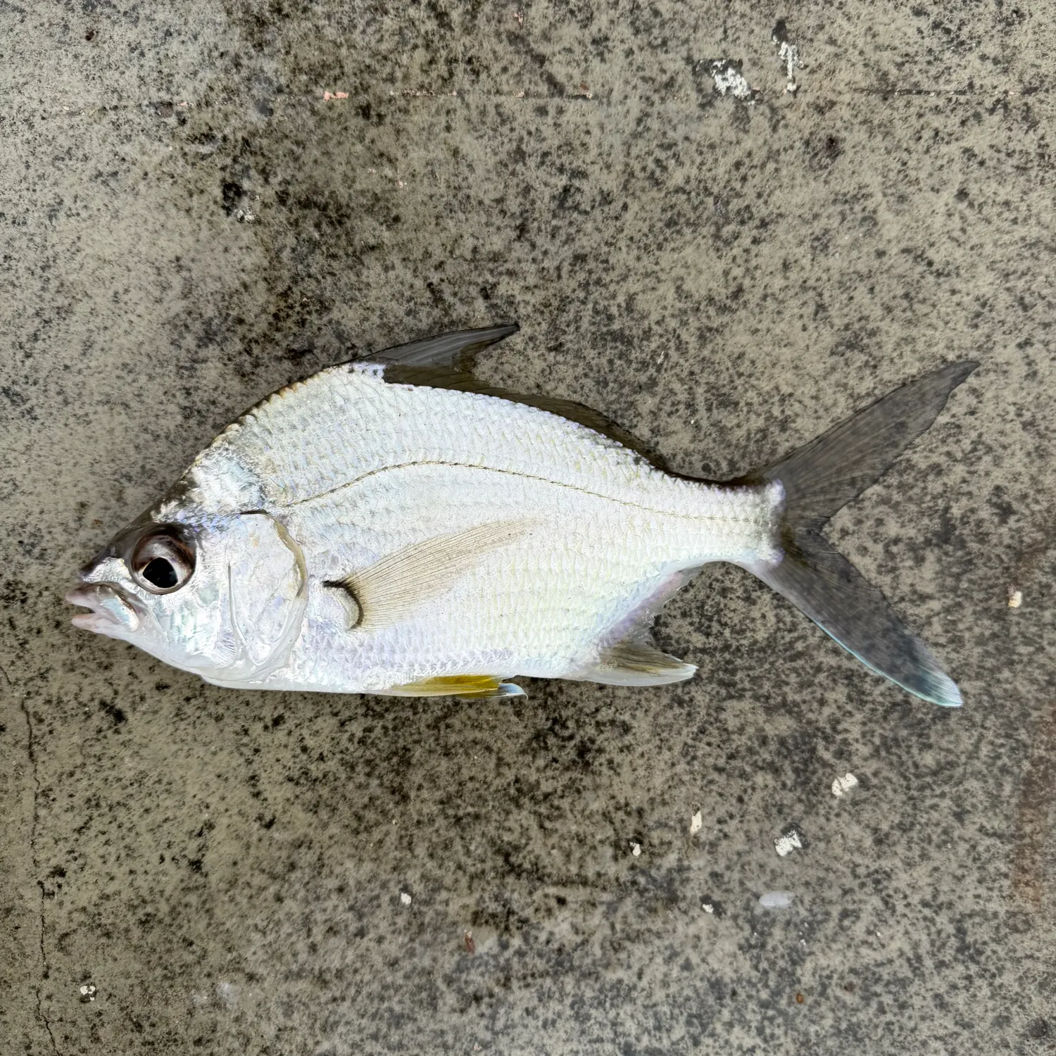 The most recent Striped mojarra catches on Fishbrain