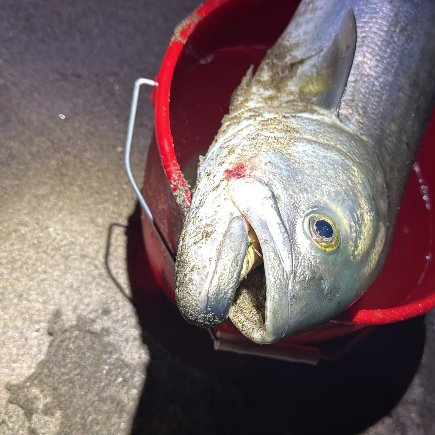 Bluefish caught on Fishbrain
