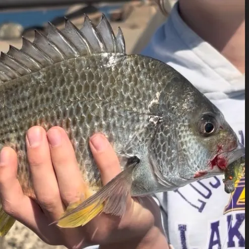Surf bream caught on Fishbrain