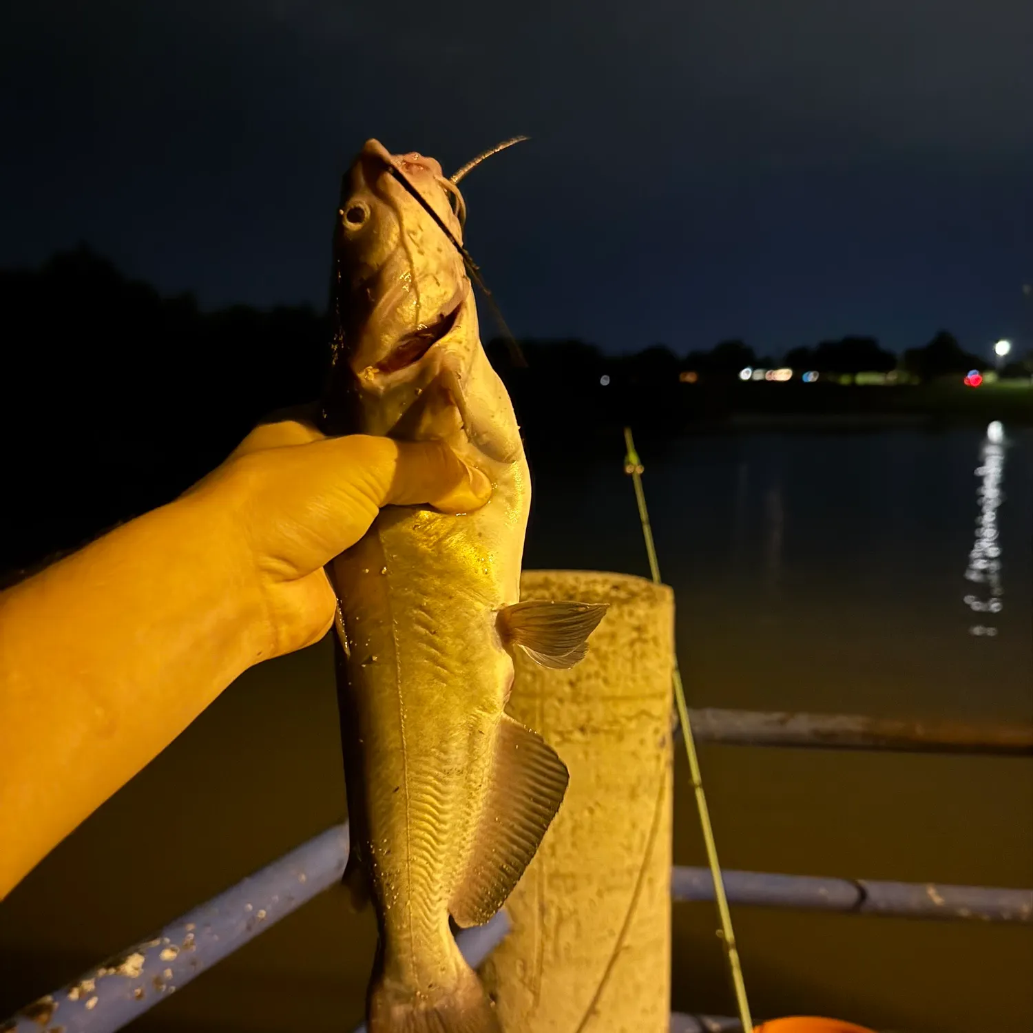 Channel catfish caught on Fishbrain