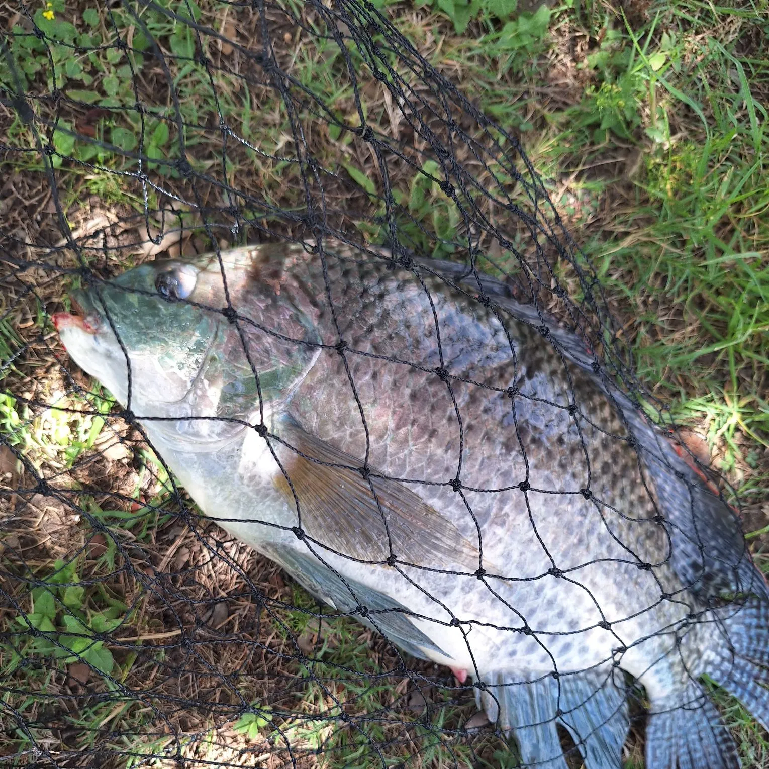 The most recent Blue tilapia catches on Fishbrain