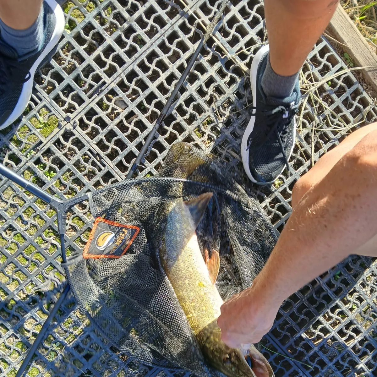 Northern pike caught on Fishbrain