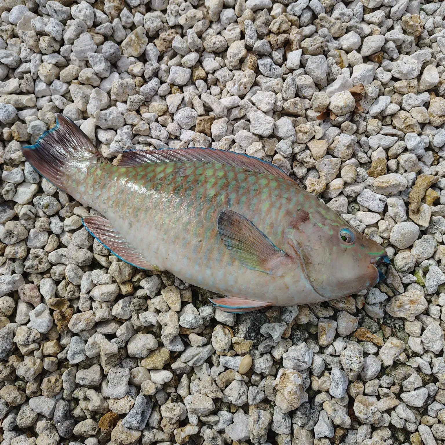 The most recent Rainbow parrotfish catches on Fishbrain
