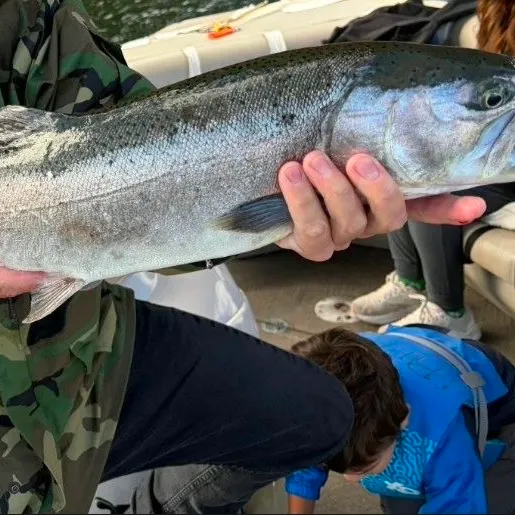 The most recent Great basin redband trout catches on Fishbrain
