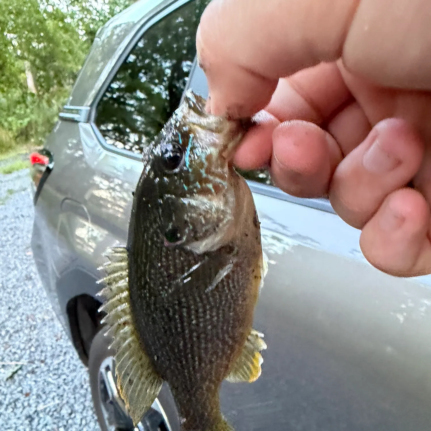 Green sunfish caught on Fishbrain