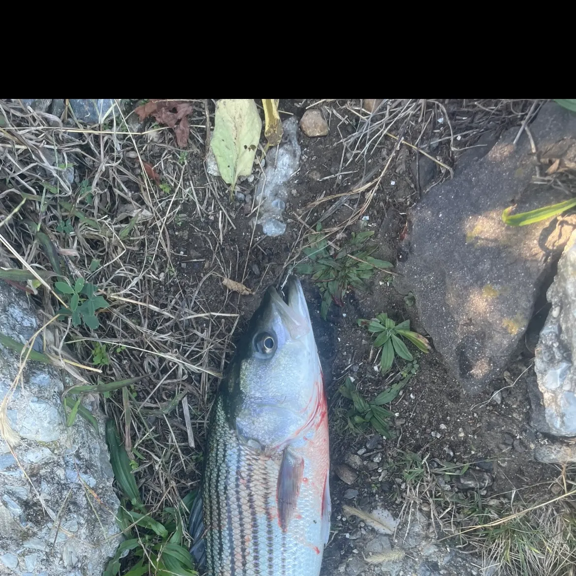 Striped bass caught on Fishbrain