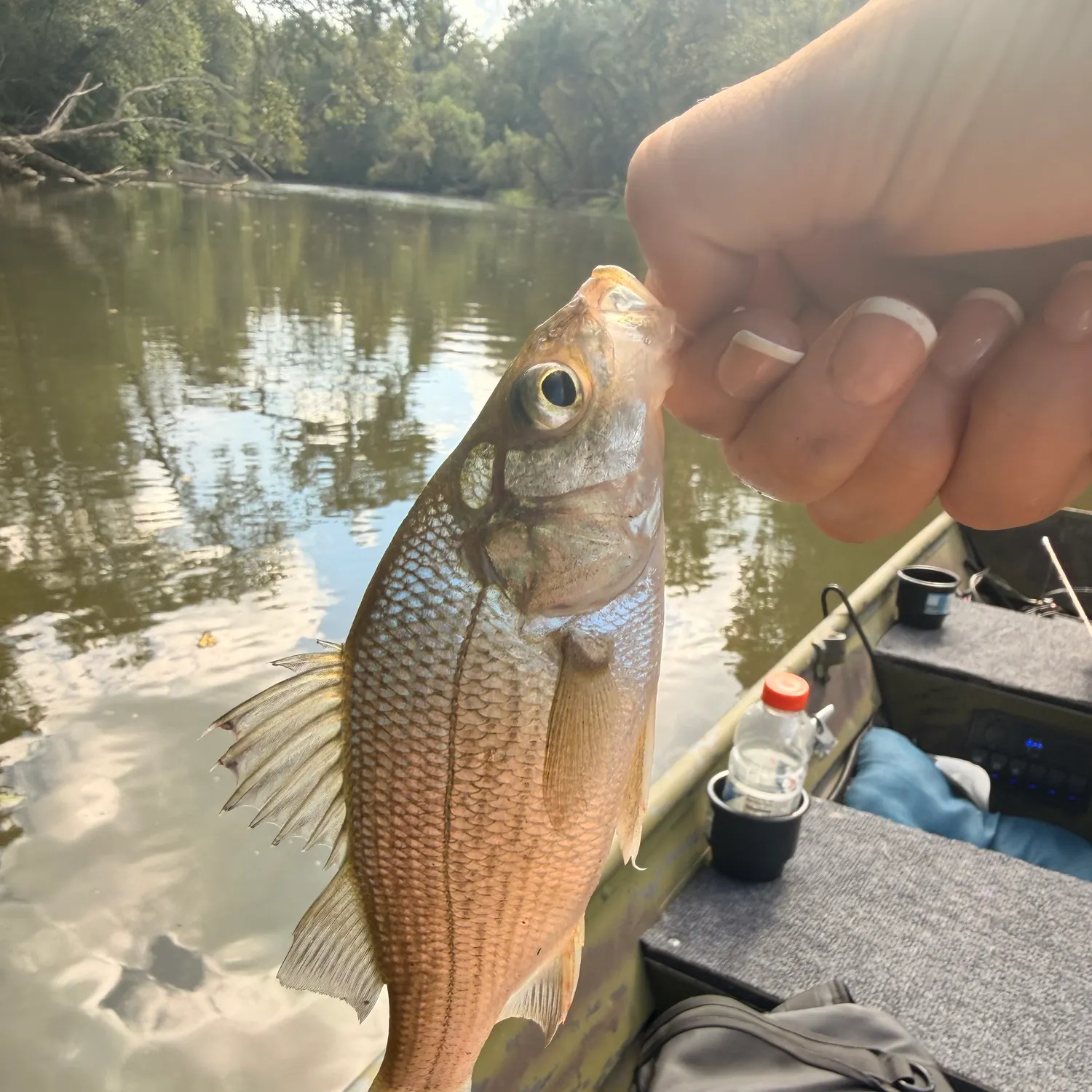 White perch caught on Fishbrain